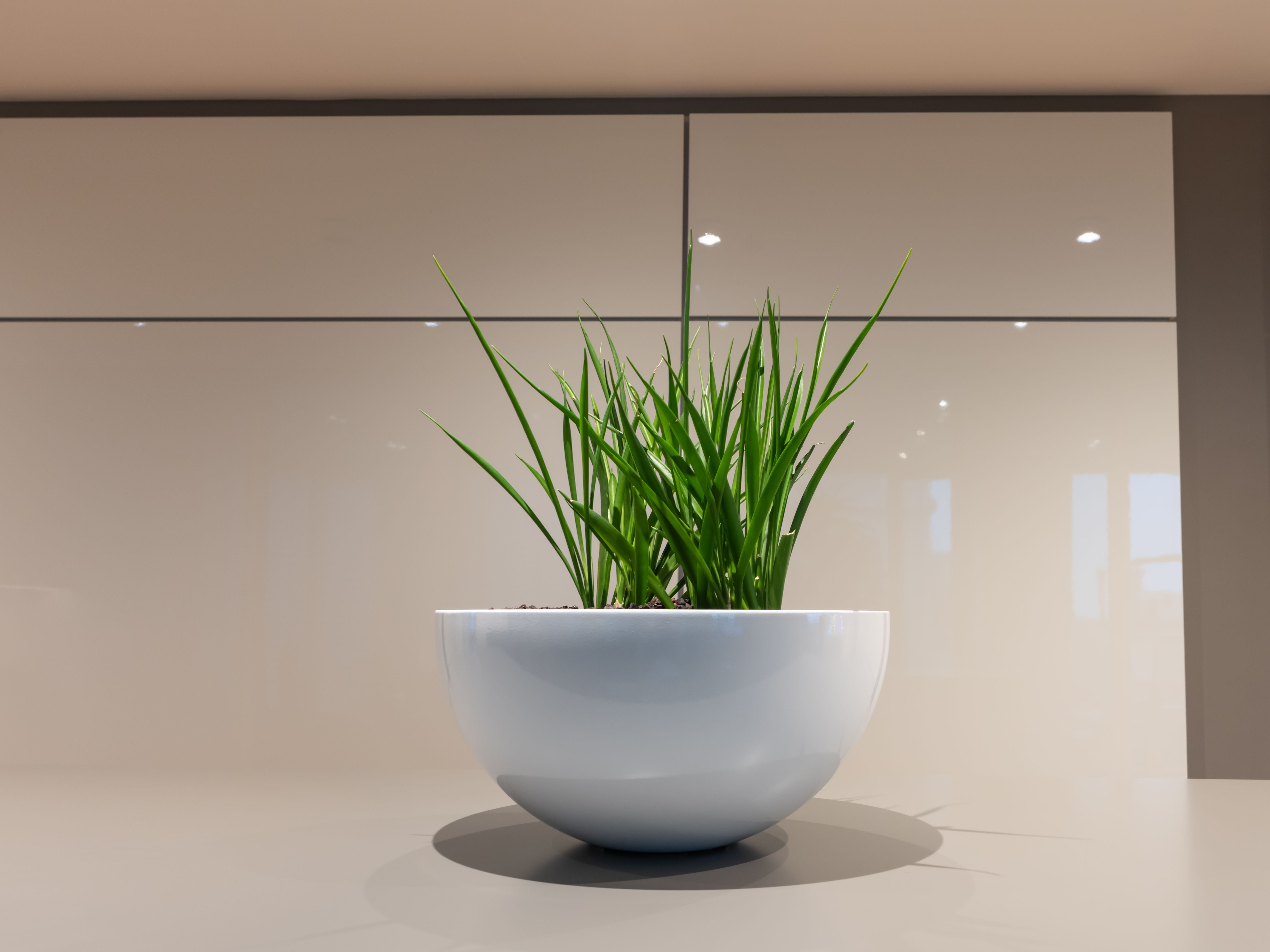 office plant arrangement