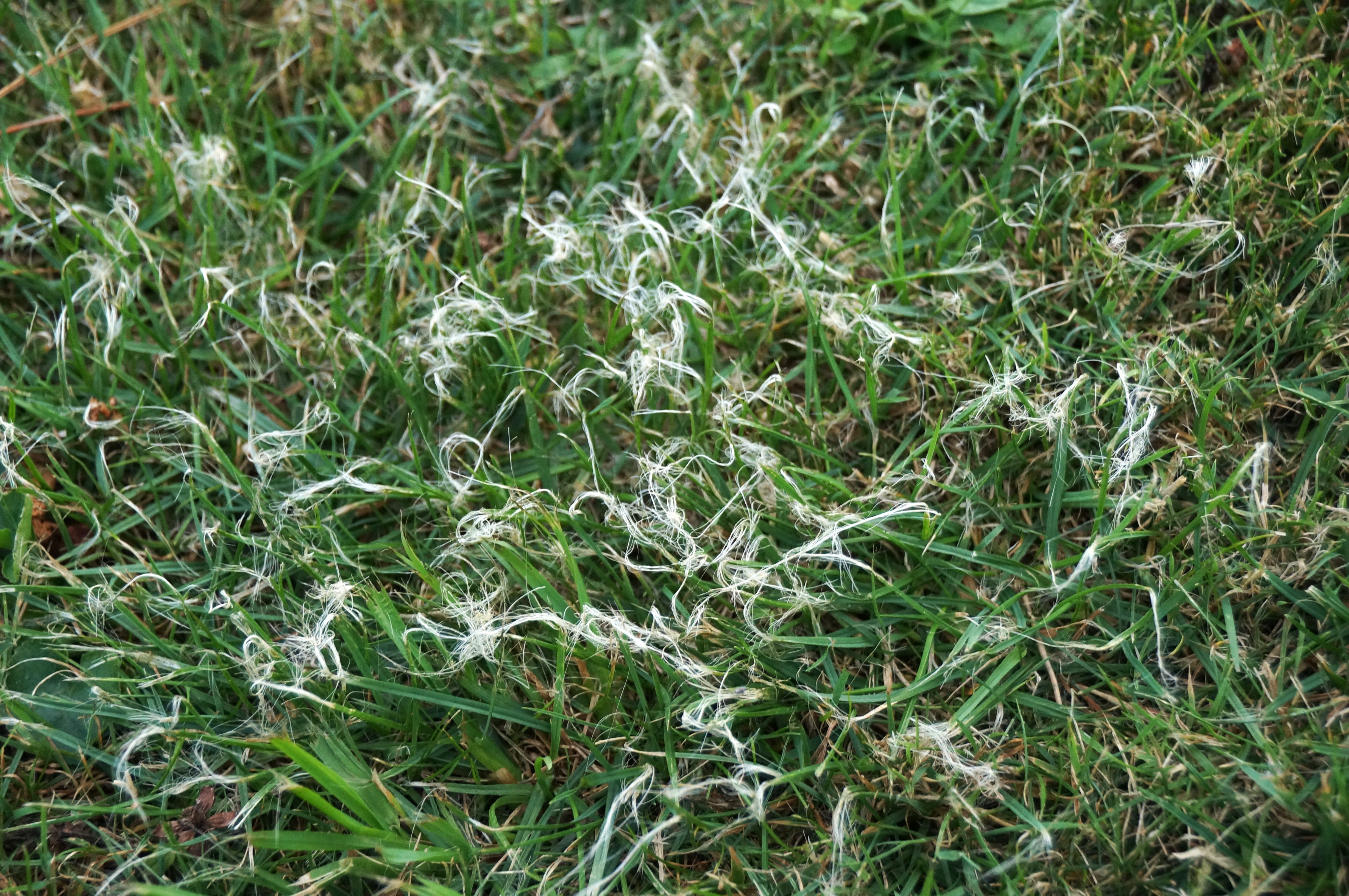 lawn care consultation