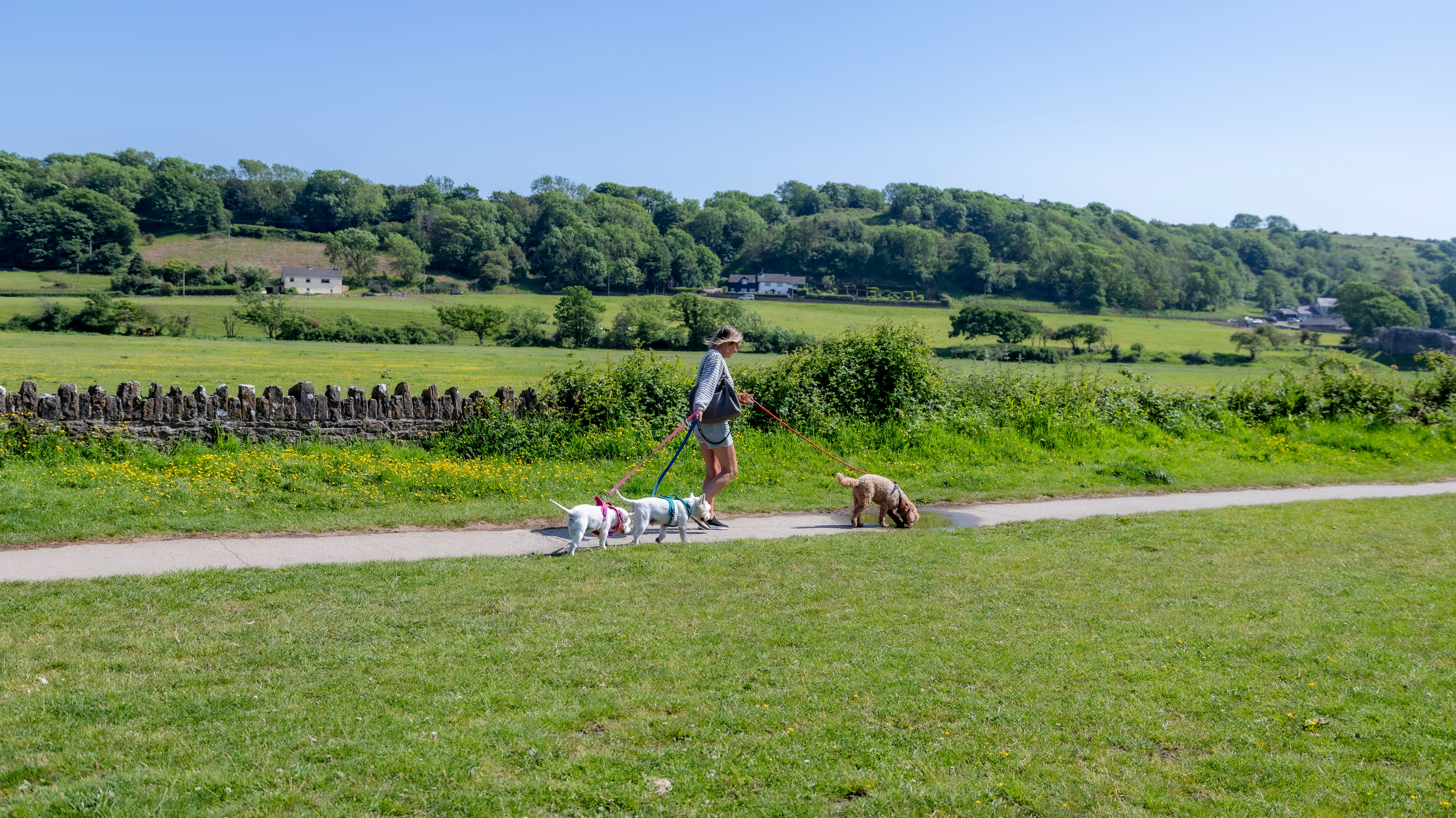 dog walking countryside