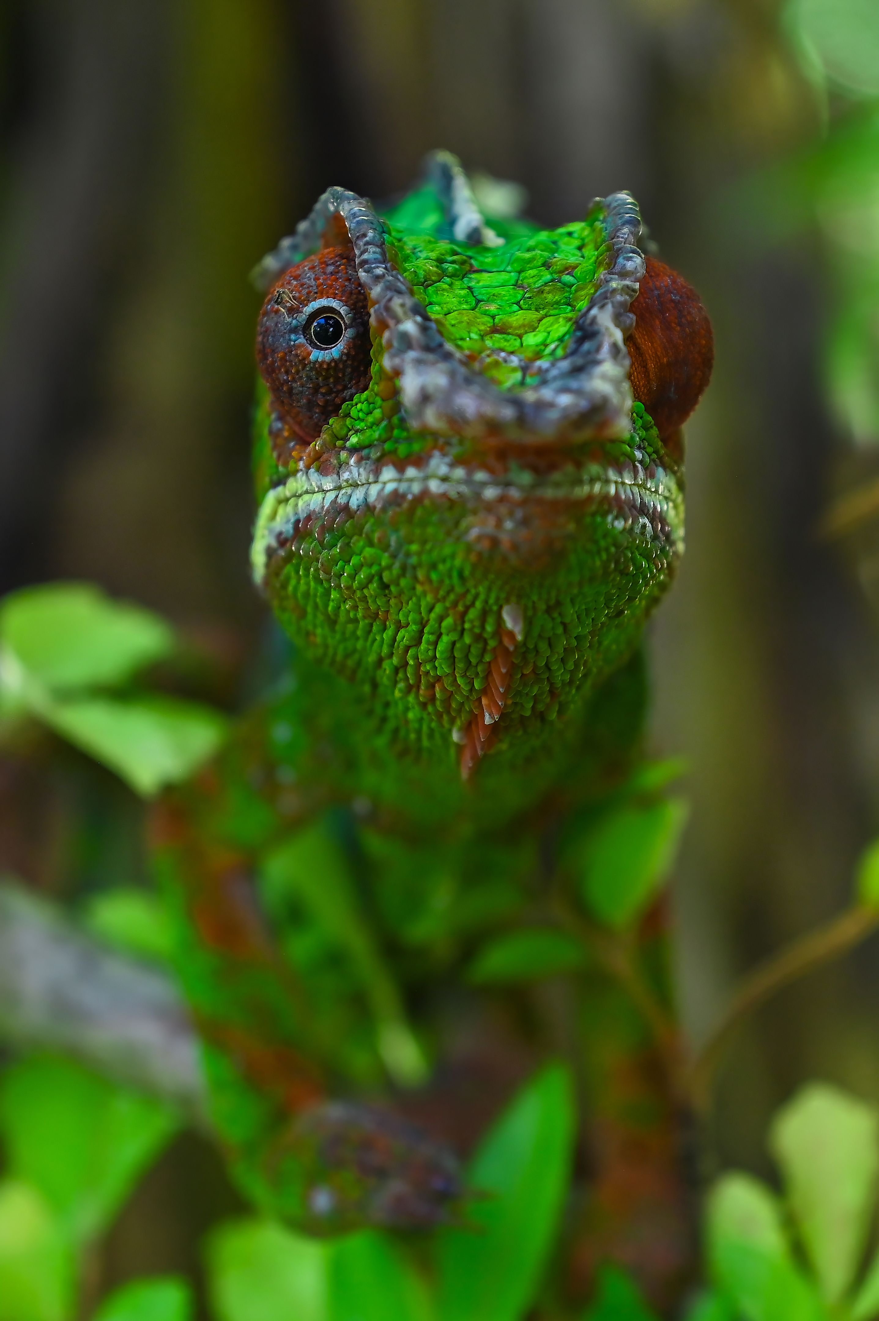 madagascar nature conservation