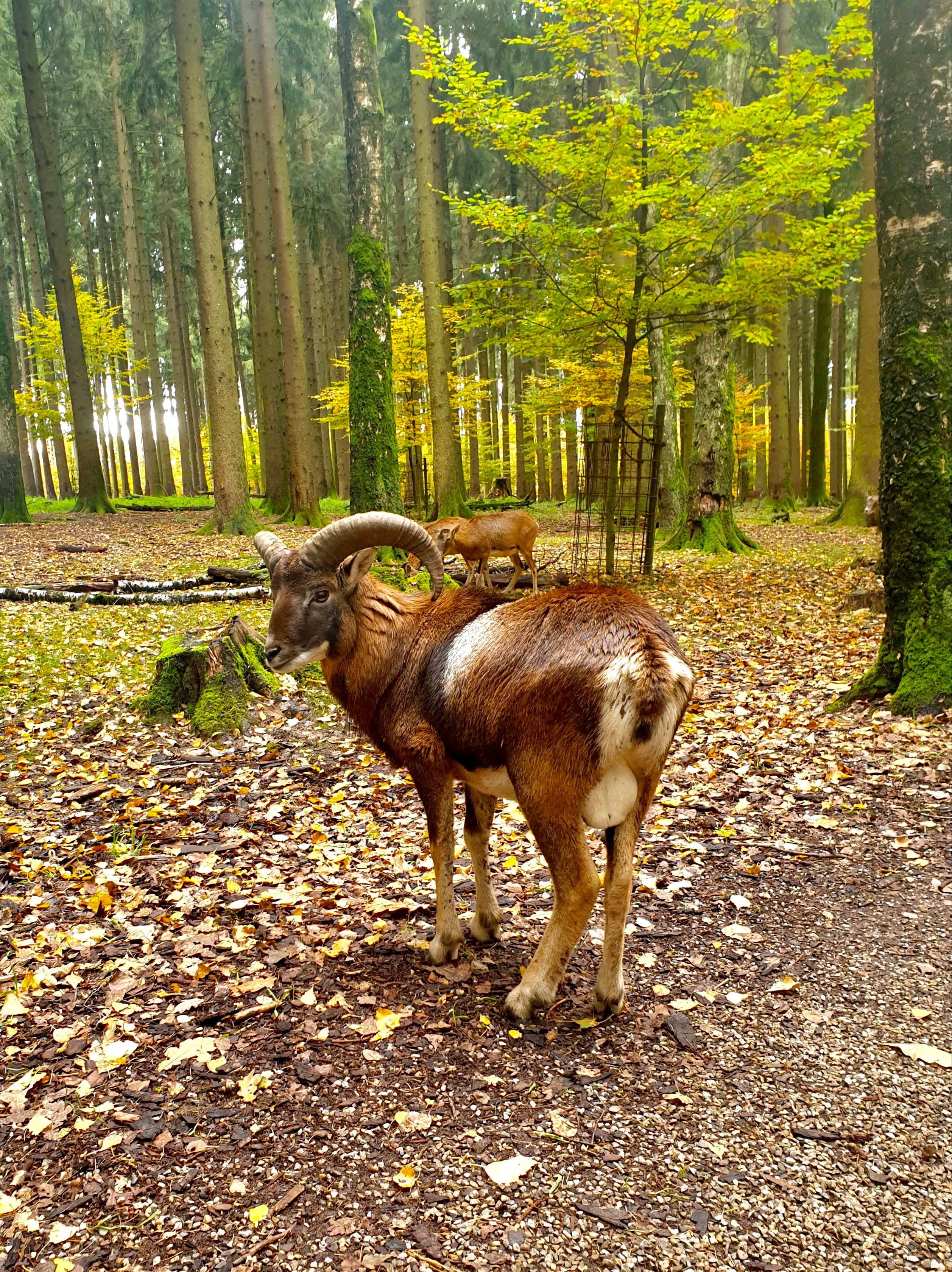 Wildpark Langenberg