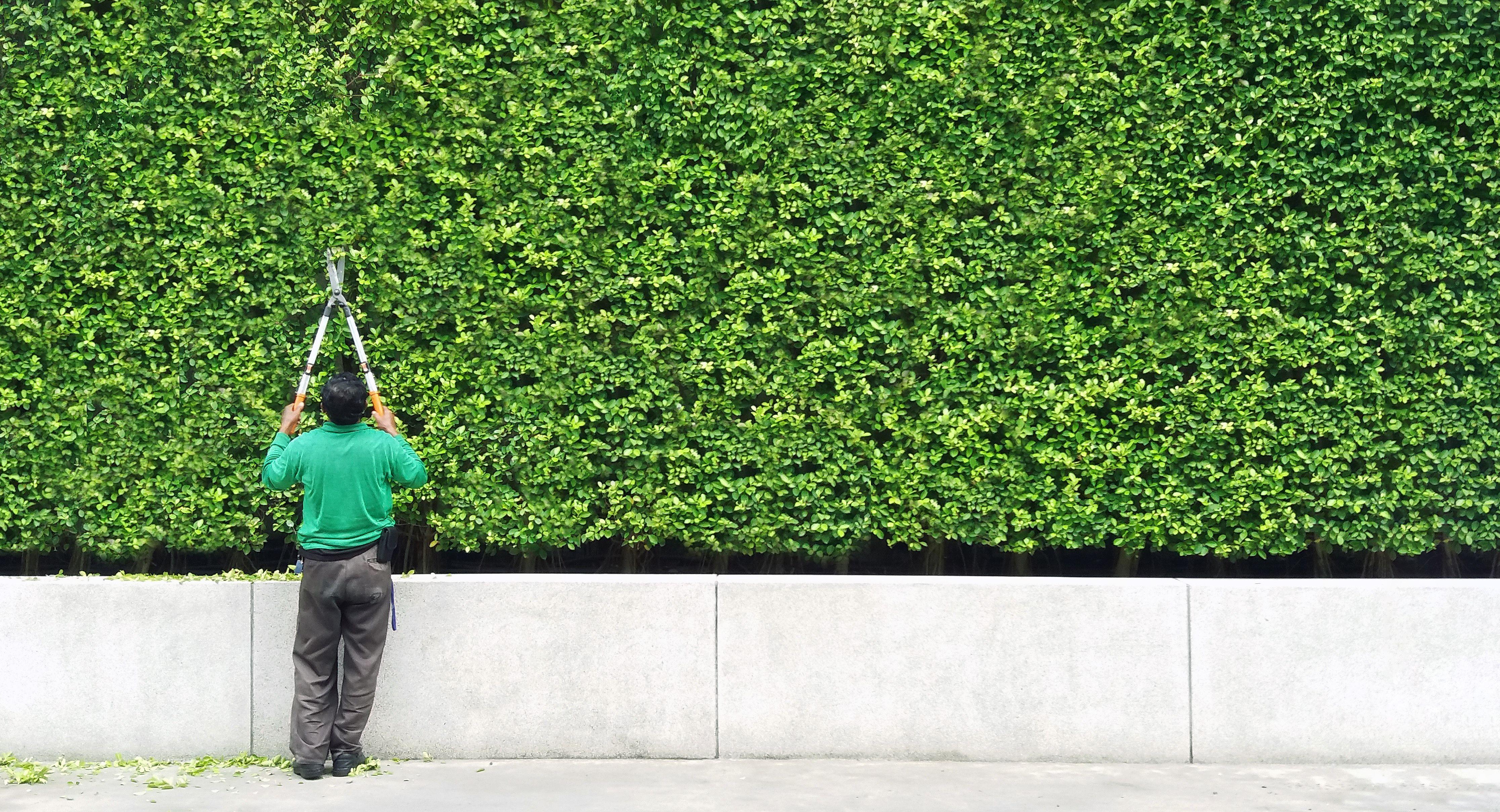 Gardener man cutting and decorated branch of tree and some leaves falling down on floor with green plant wall background and copy space on right. Man worker trimming bushes and taking care of garden