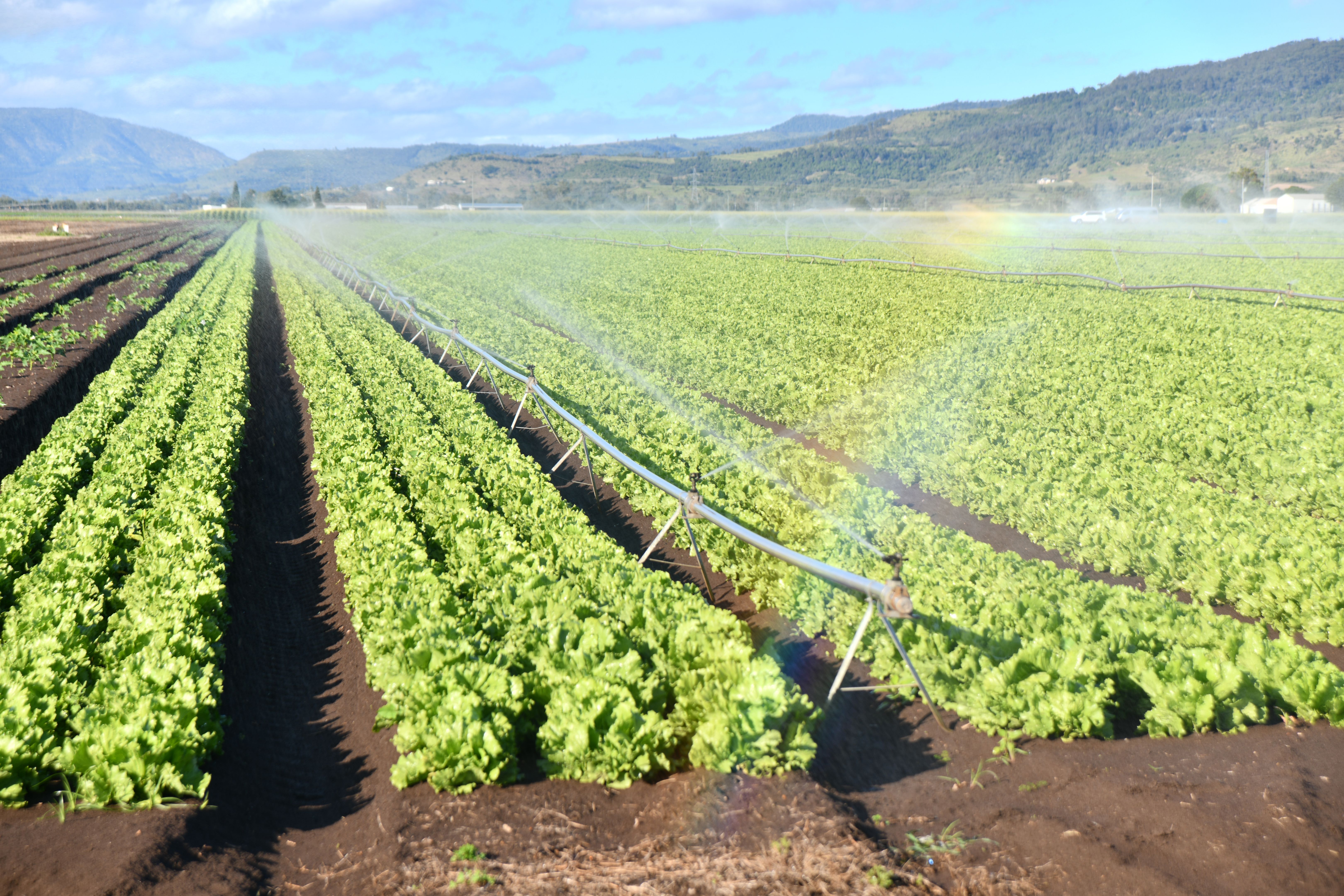 conventional farming