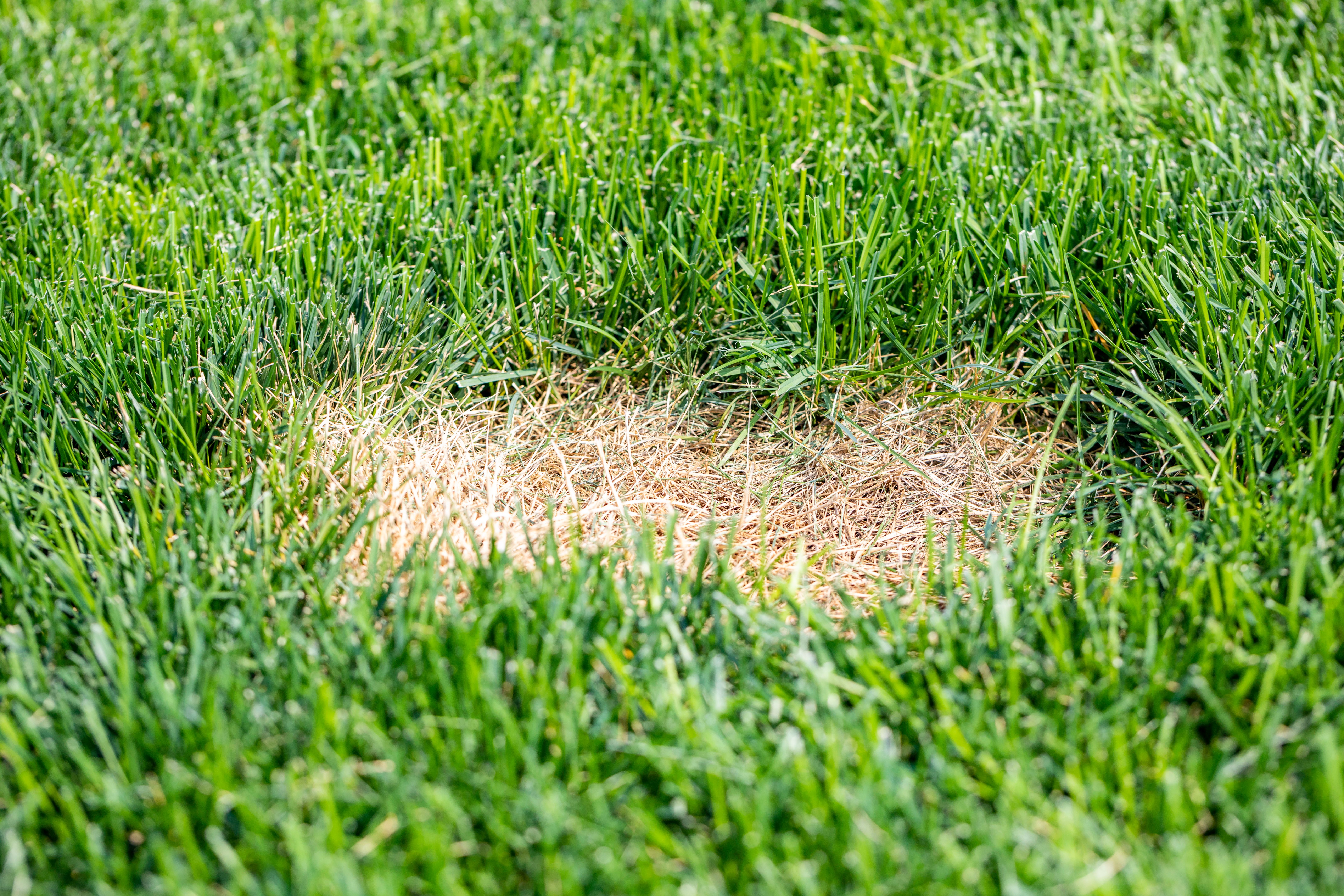 lawn diseases