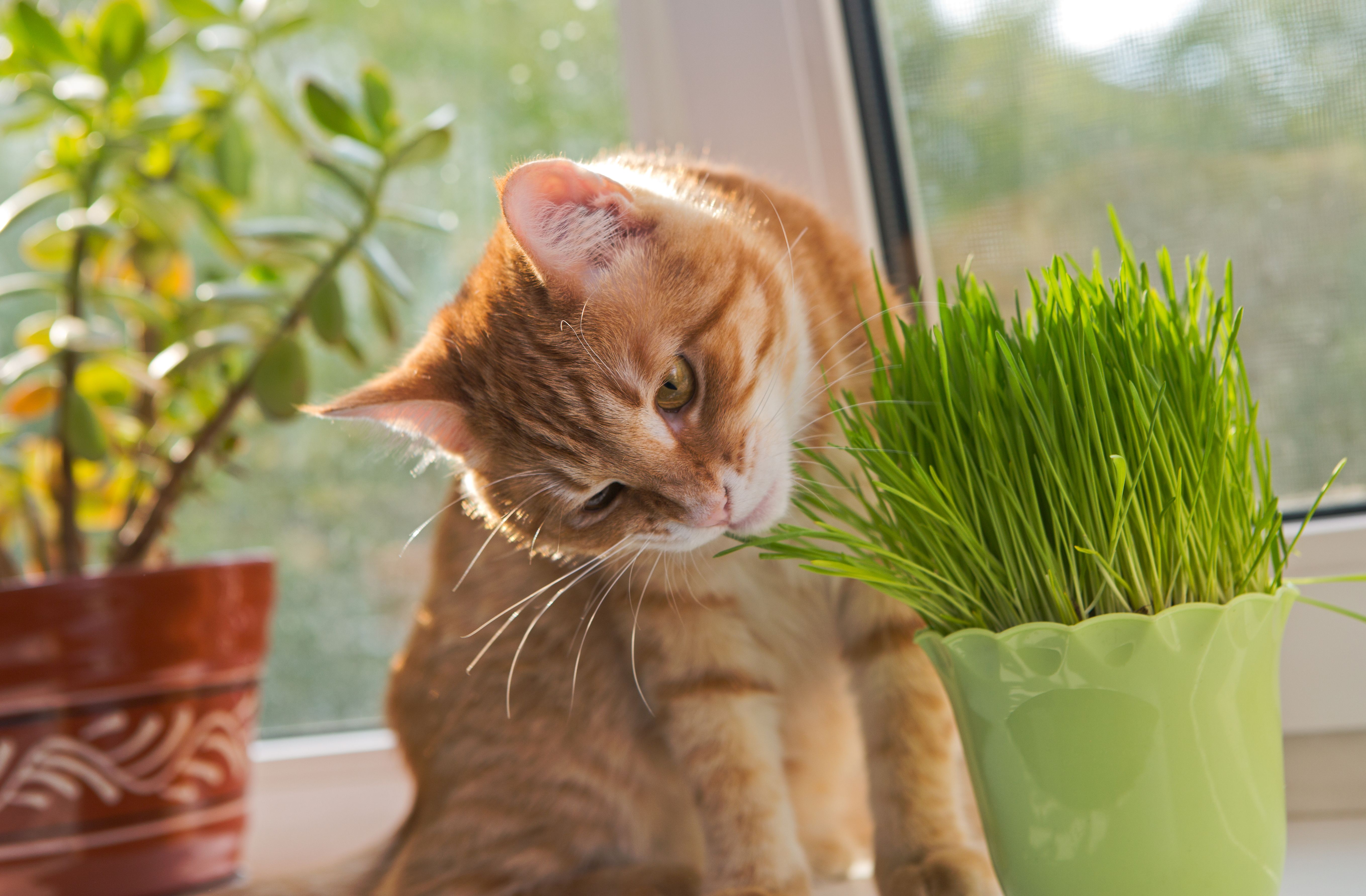 Indoor orange cat with fresh catnip near Phoenix home's window grateful to Train Station Pest Elimination she doesn't have to worry about pests!