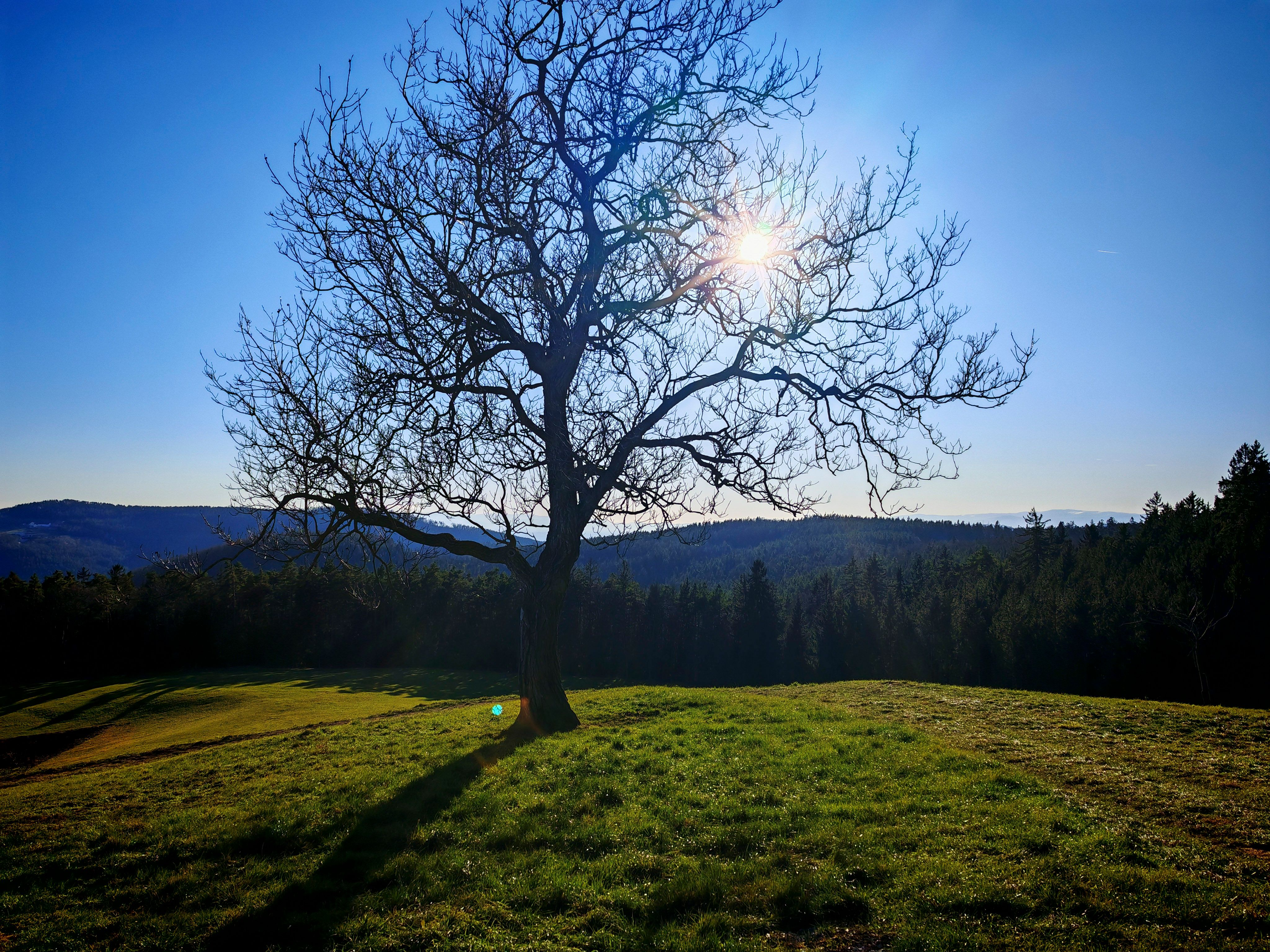 tree cutting equipment