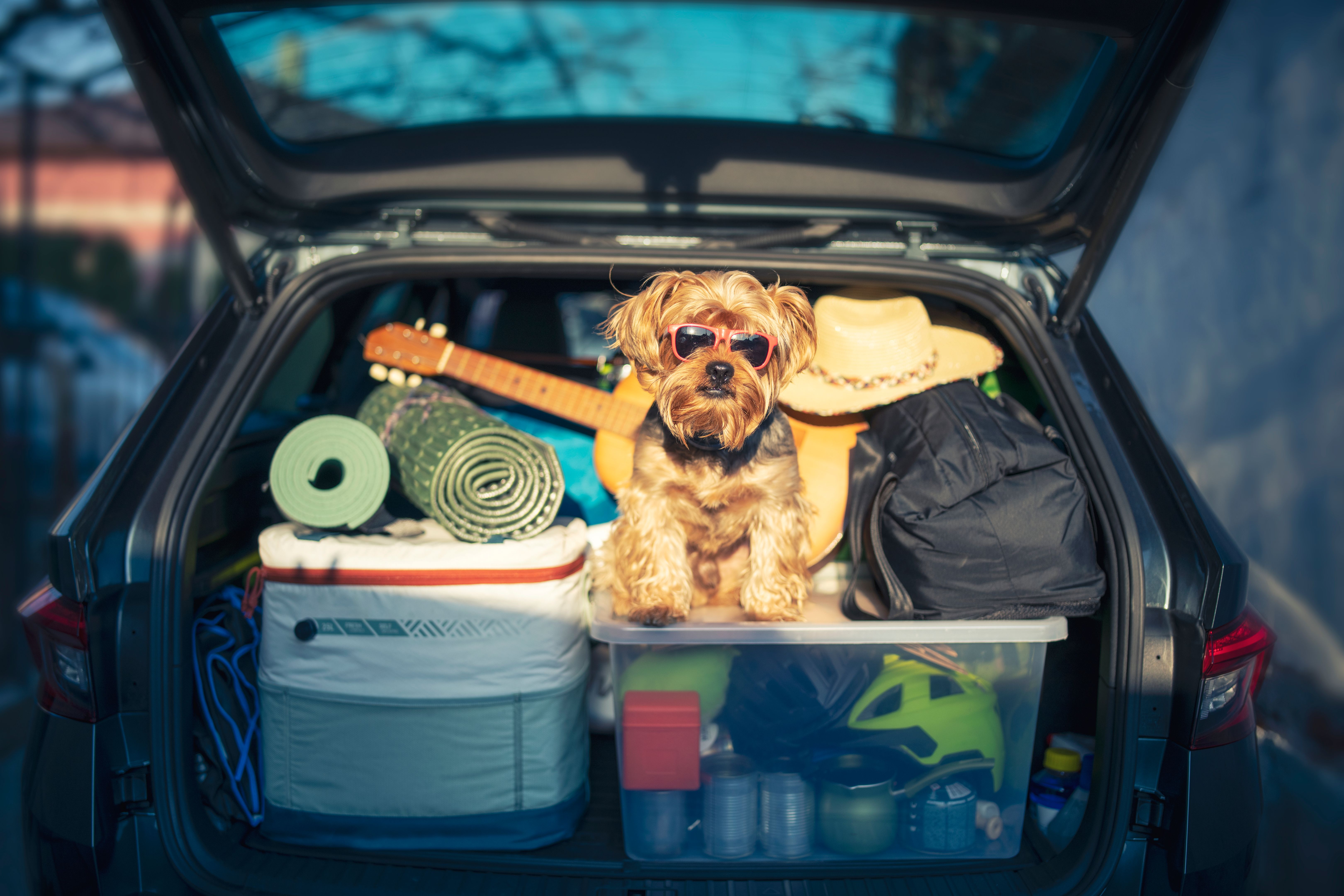 pet travel service