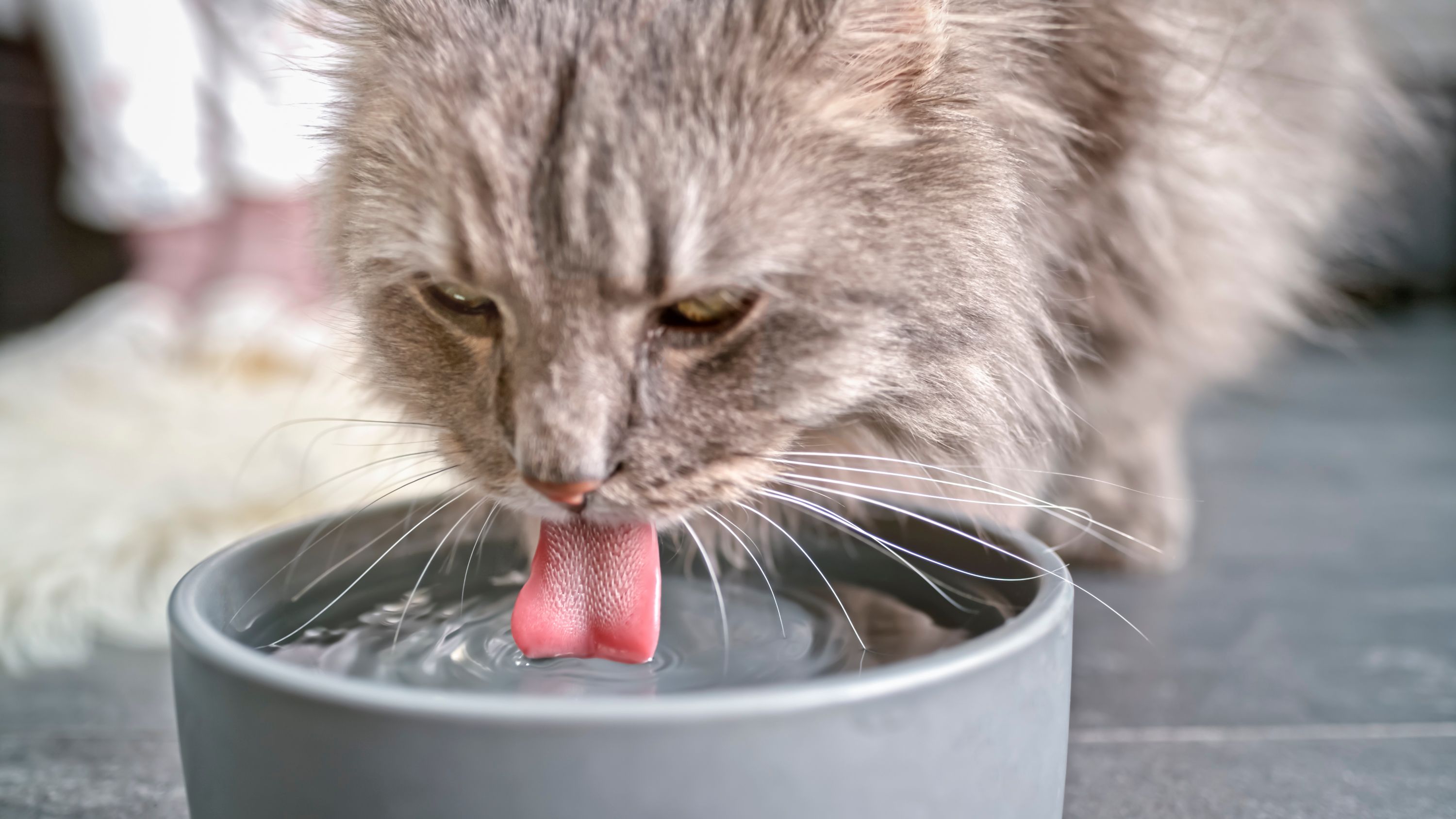 pet hydration