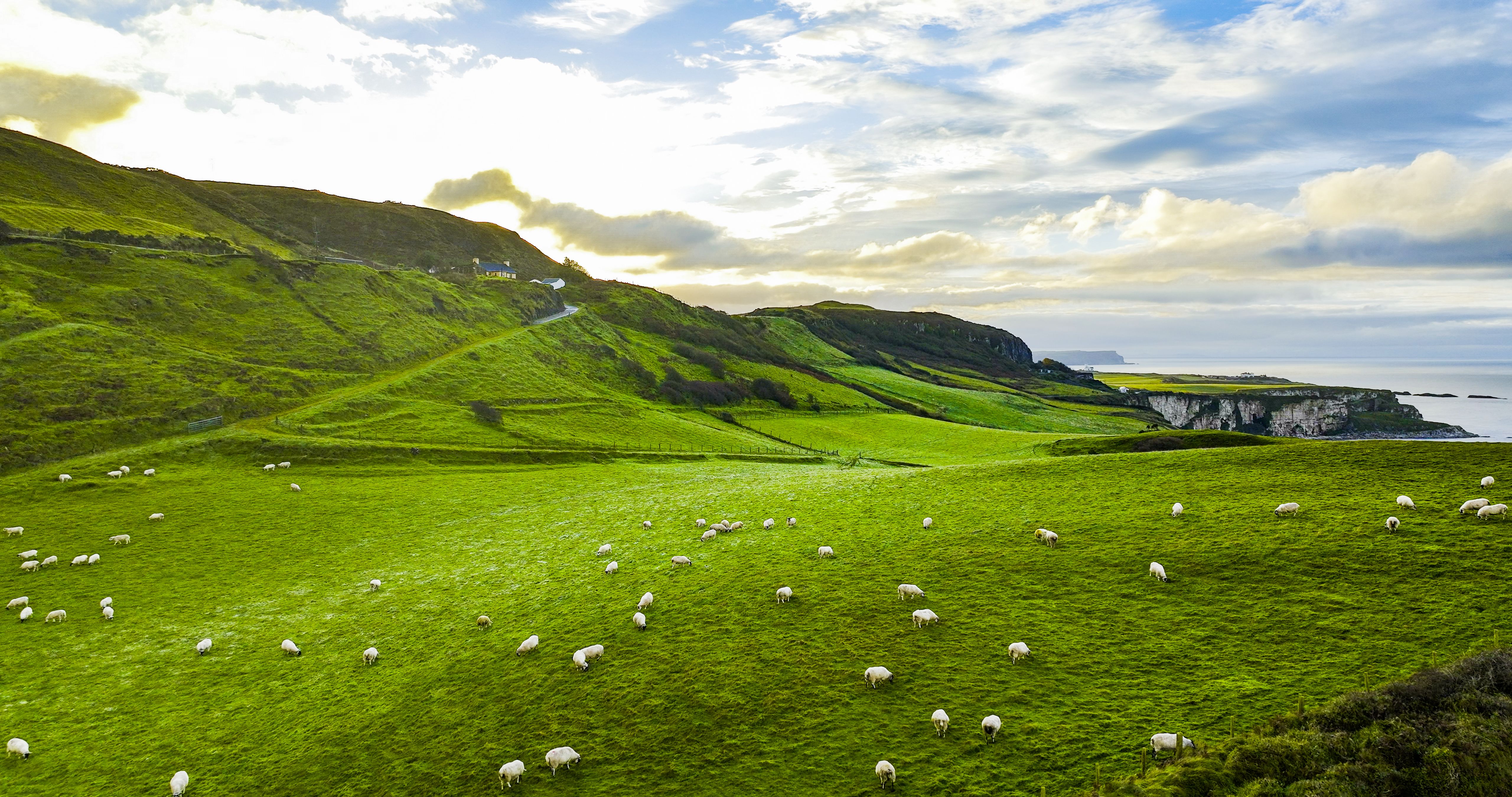 Aerial view of a flock of sheep grazing, Aerial view of sea and cliff in Northern Ireland, Tall Cliffs Covered with Greenery Near the Beach in Northern Ireland, Bay towards Carrick-A-Rede coastline in Northern Ireland, Aerial view of natural cliffs Aerial view of a flock of sheep grazing, Aerial view of sea and cliff in Northern Ireland, Tall Cliffs Covered with Greenery Near the Beach in Northern Ireland, Bay towards Carrick-A-Rede coastline in Northern Ireland, Aerial view of natural cliffs