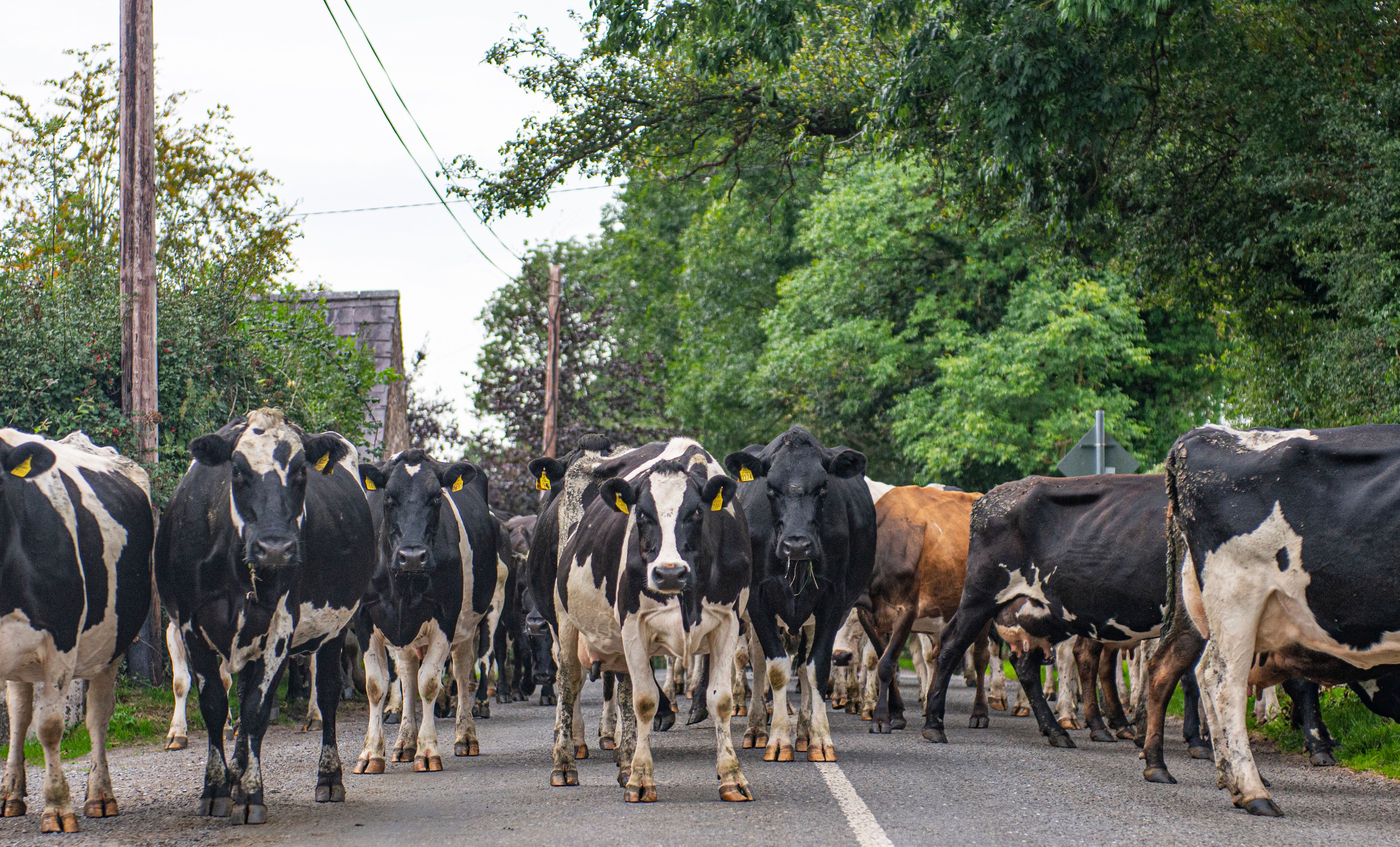 Friesian cattle on a road in Tipperary, Ireland.
