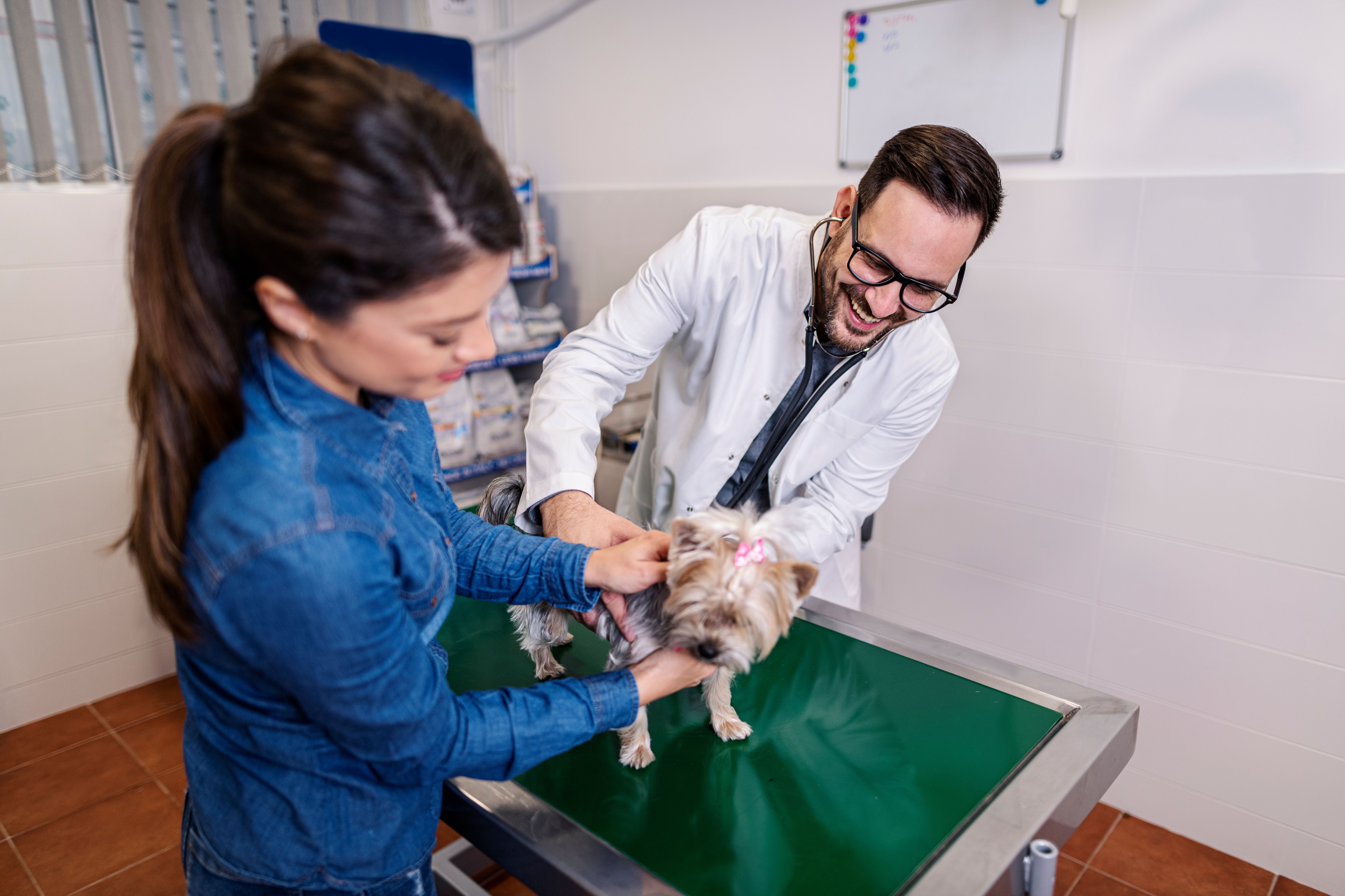 Veterinarian examining Dog