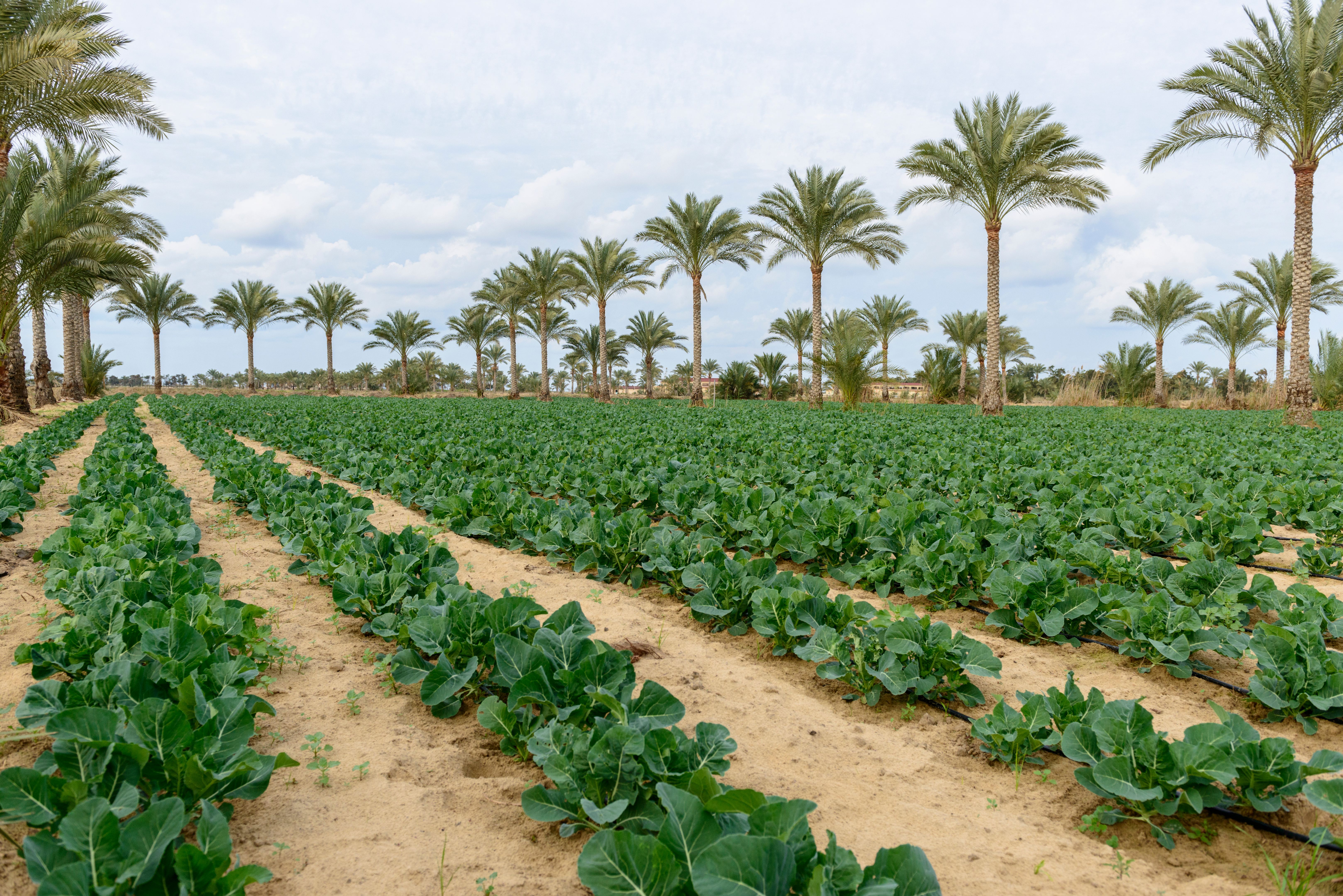 egypt fertilizer production