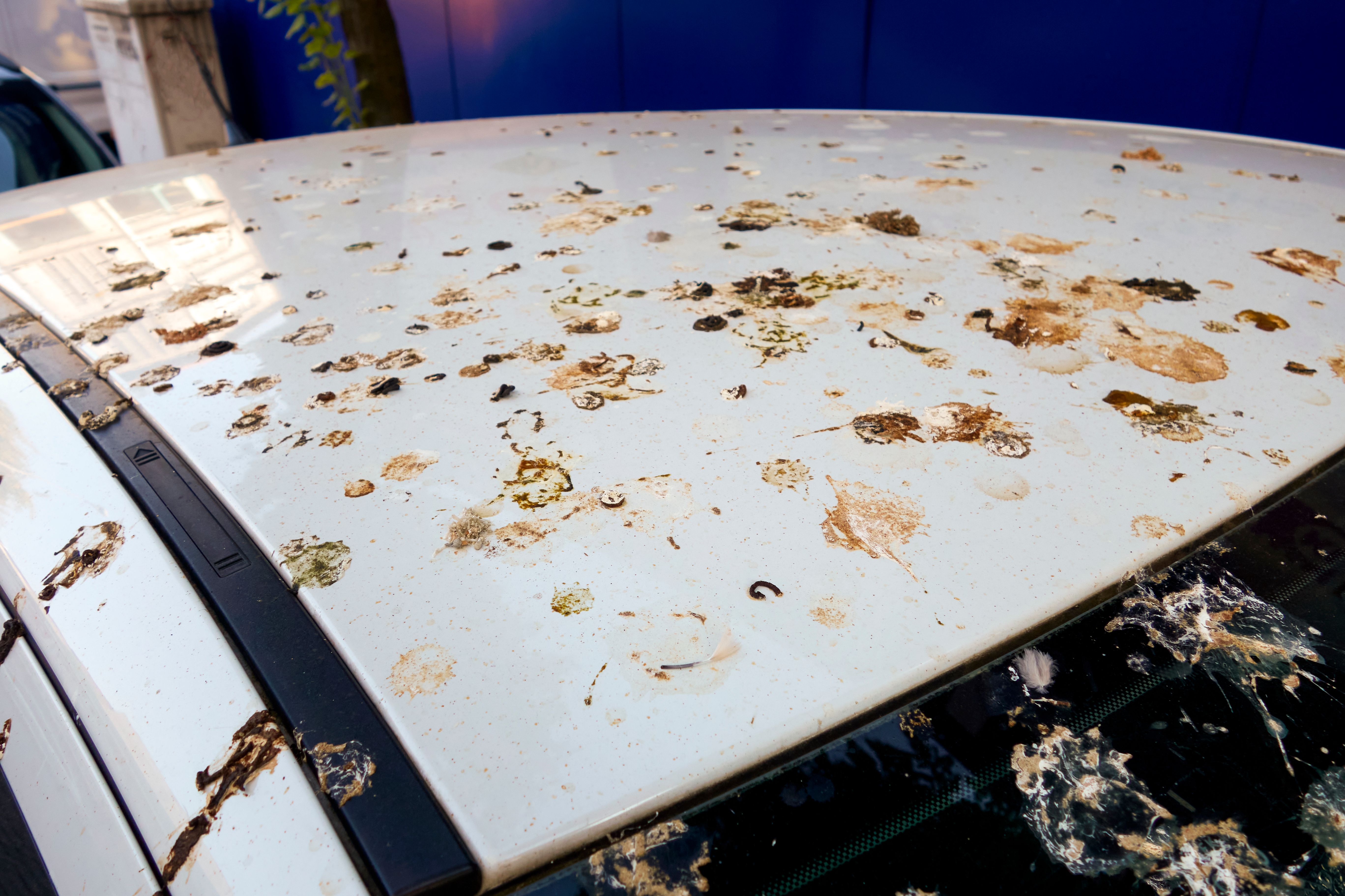 Bird Droppings On Car Bird Droppings On Car