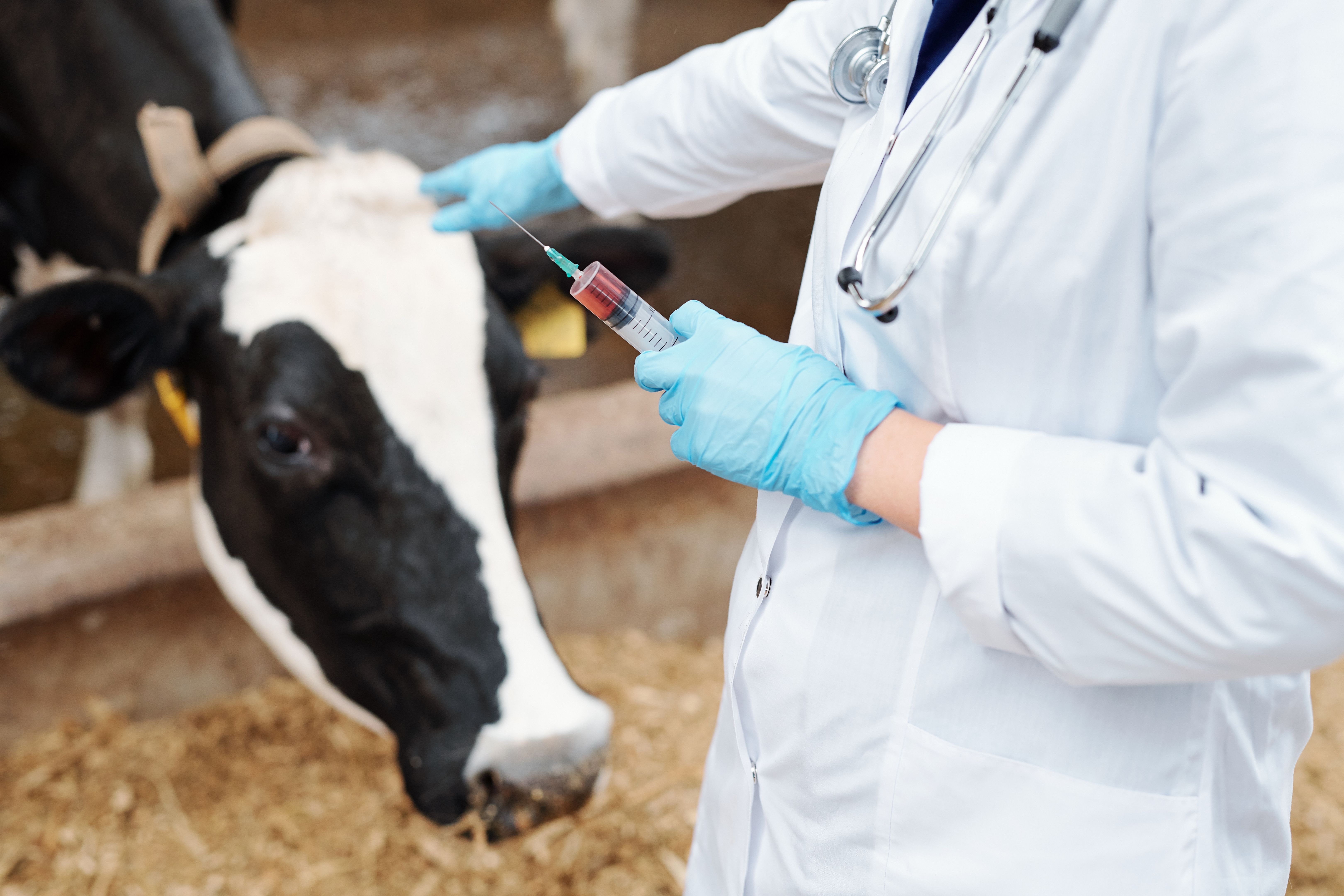 Gloved veterinarian in whitecoat holding syringe with vaccine for cow Gloved veterinarian in whitecoat holding syringe with vaccine for cow