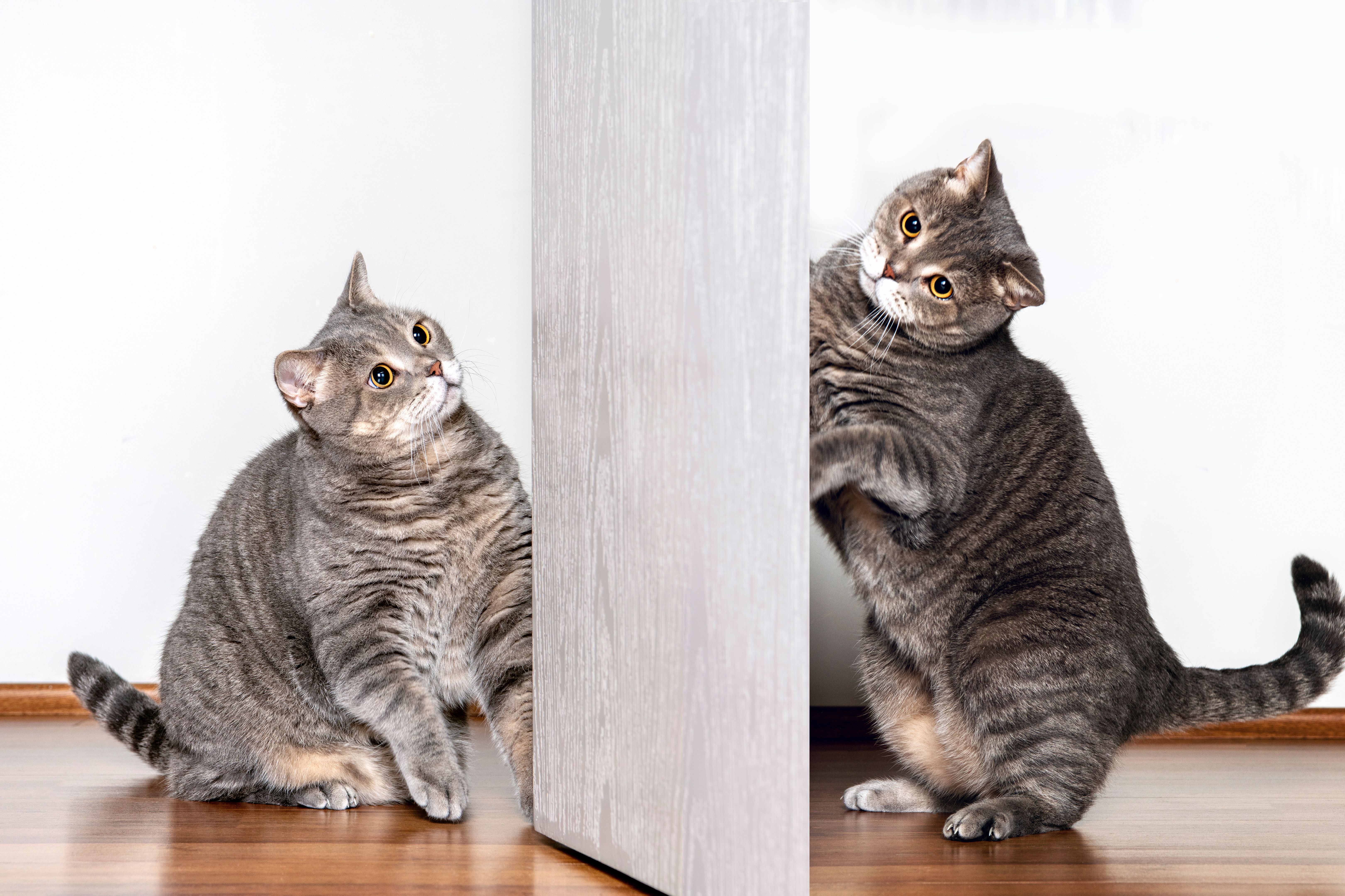 Playful British shorthair cat portrait Playful British shorthair cat portrait