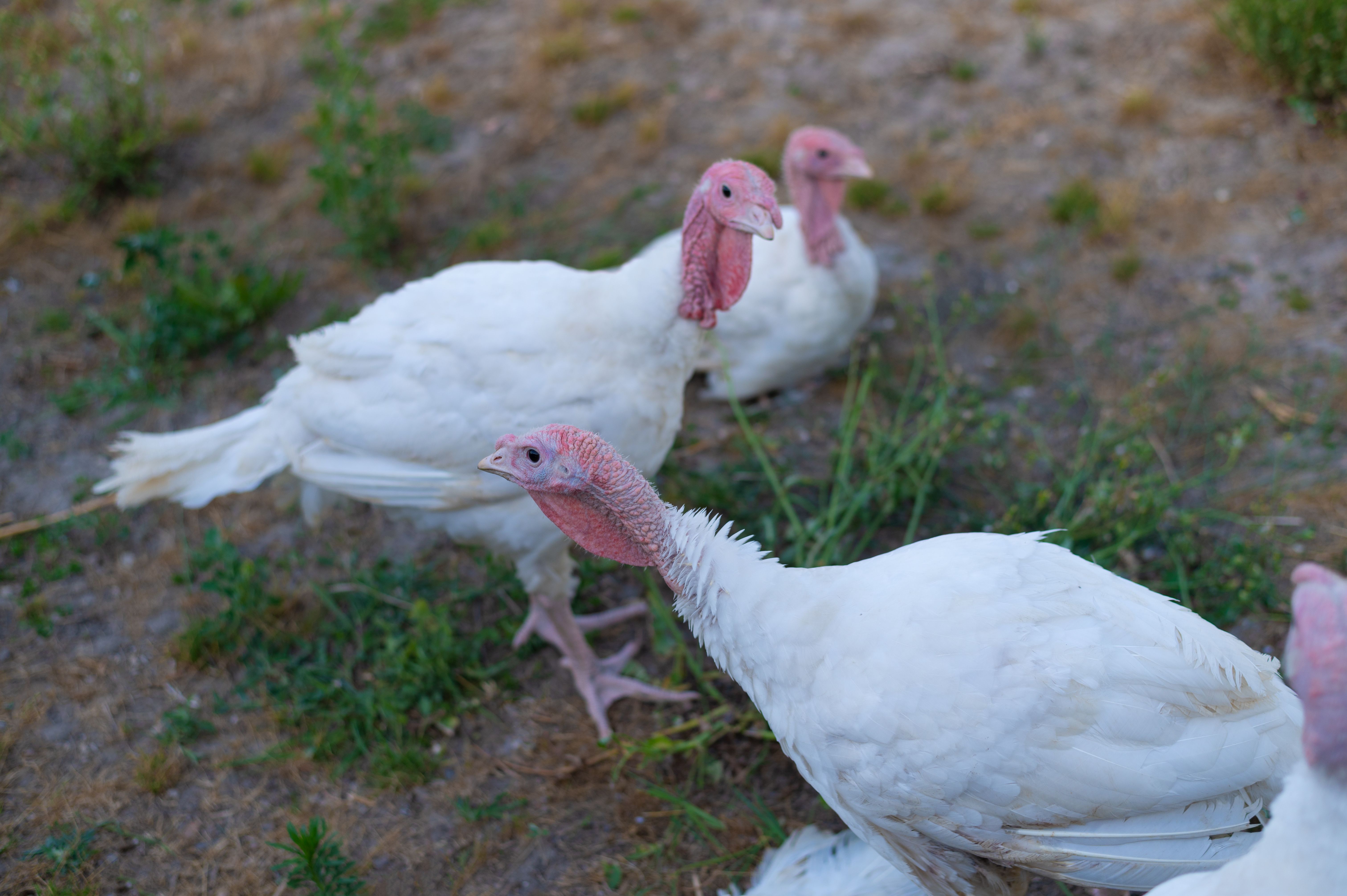 Turkeys walking in the garden