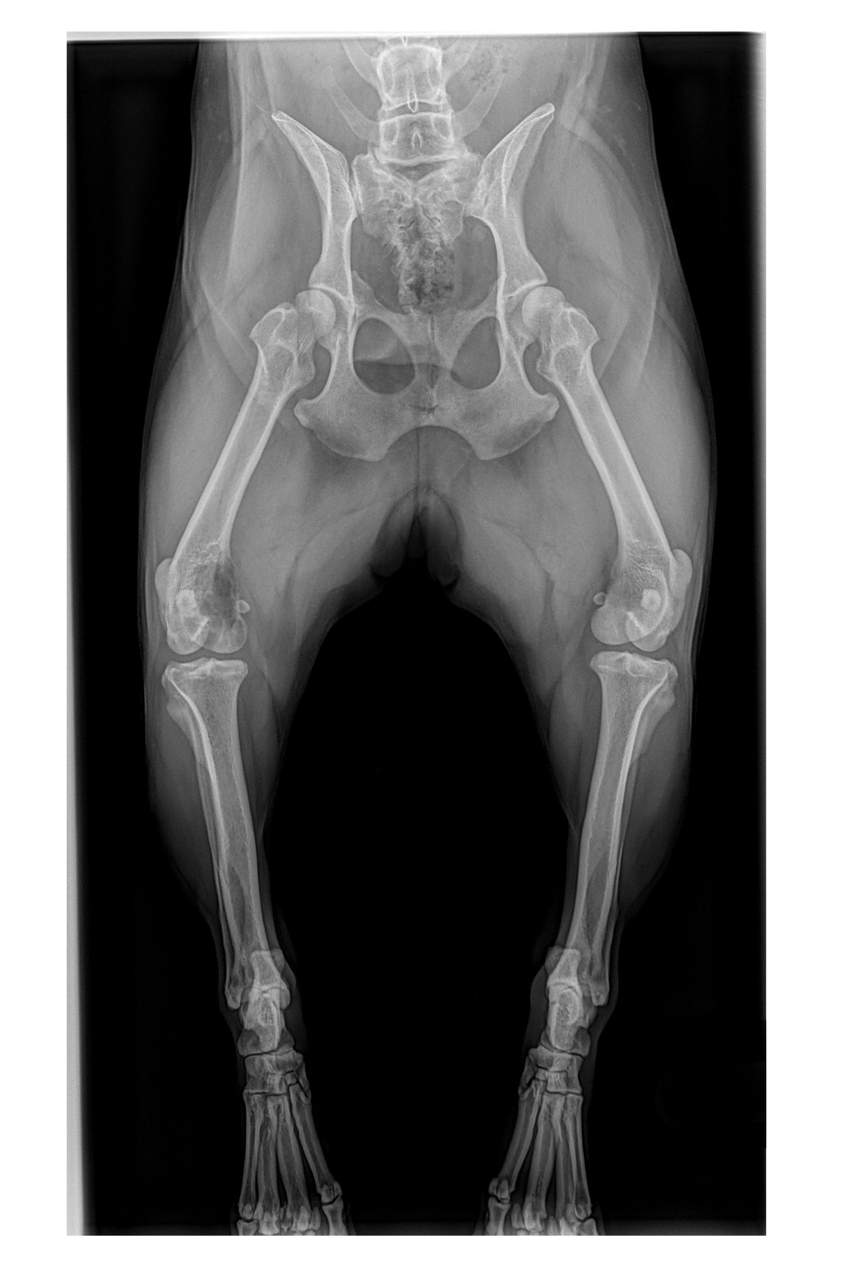 dog x-ray