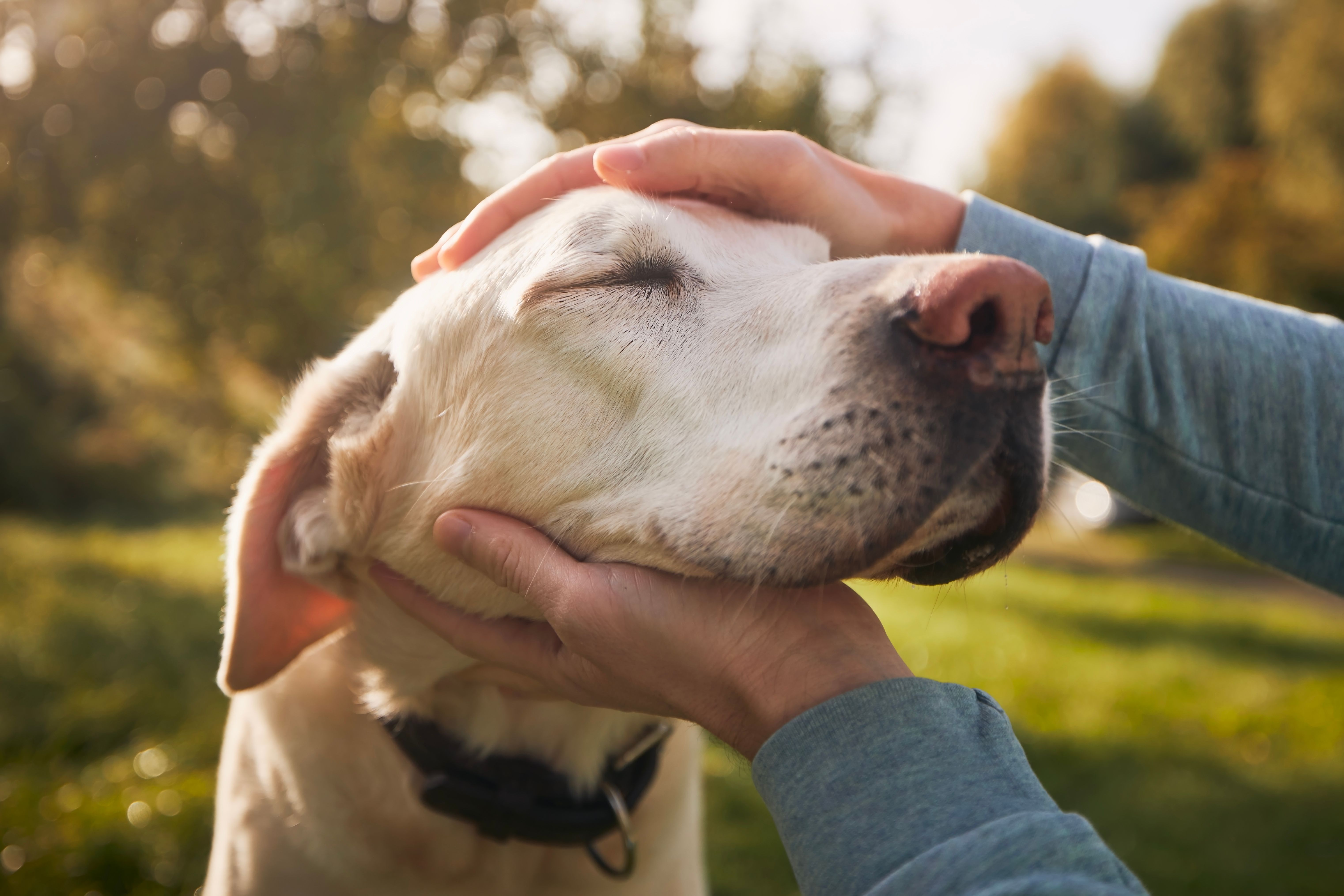 obedient labrador