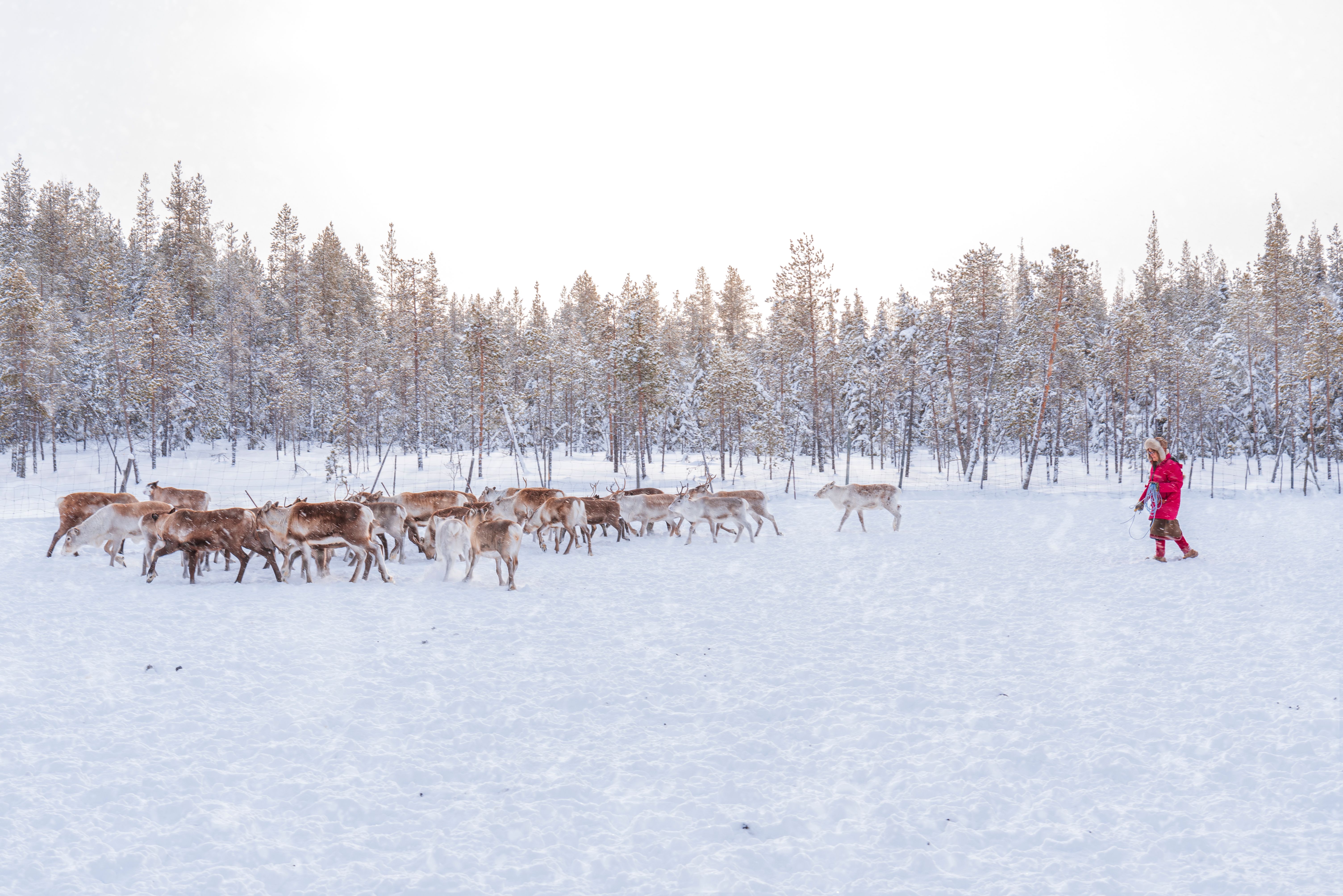 sami culture