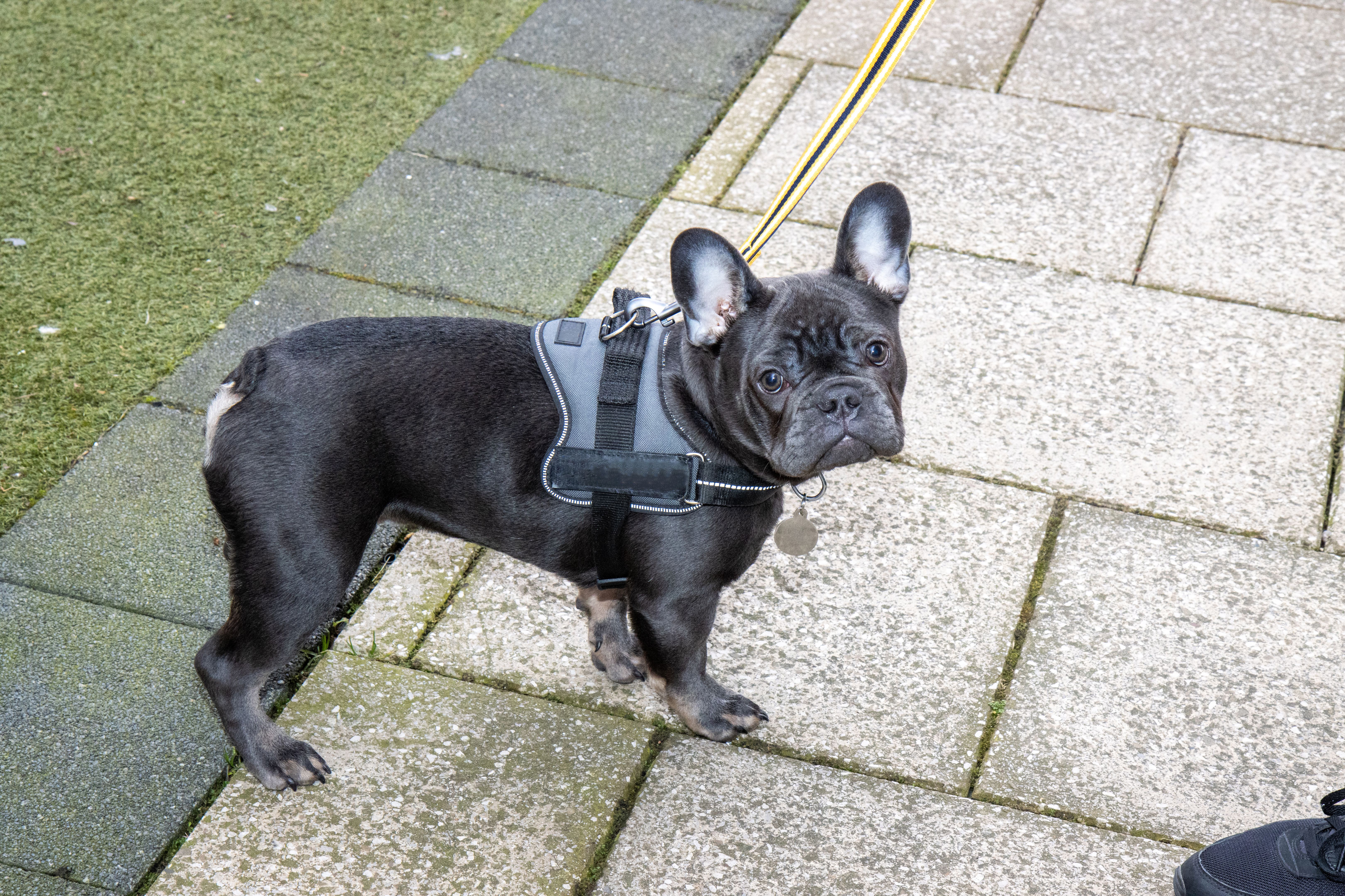 A very cute black French Bulldog dog being taken for a walk