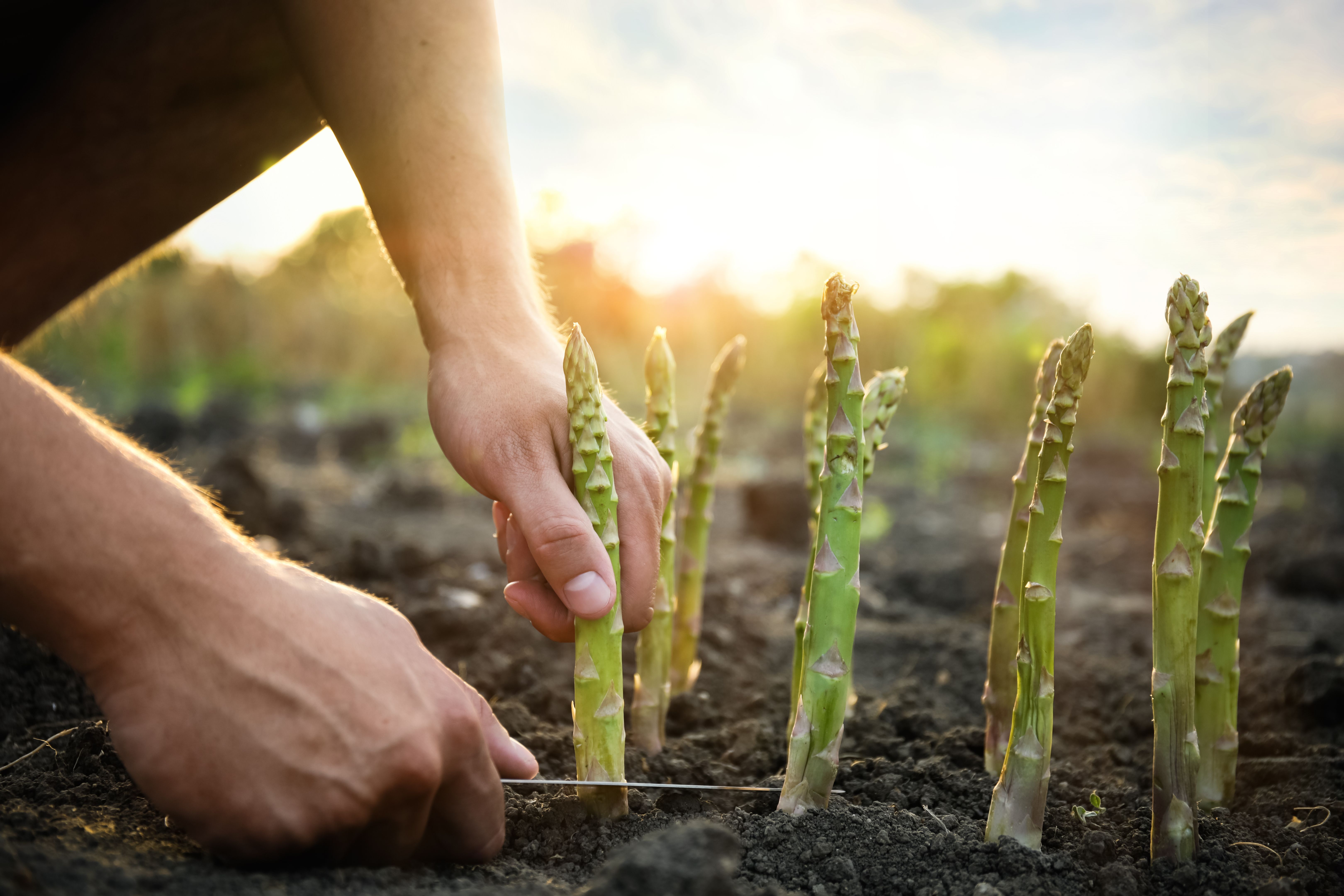 asparagus field
