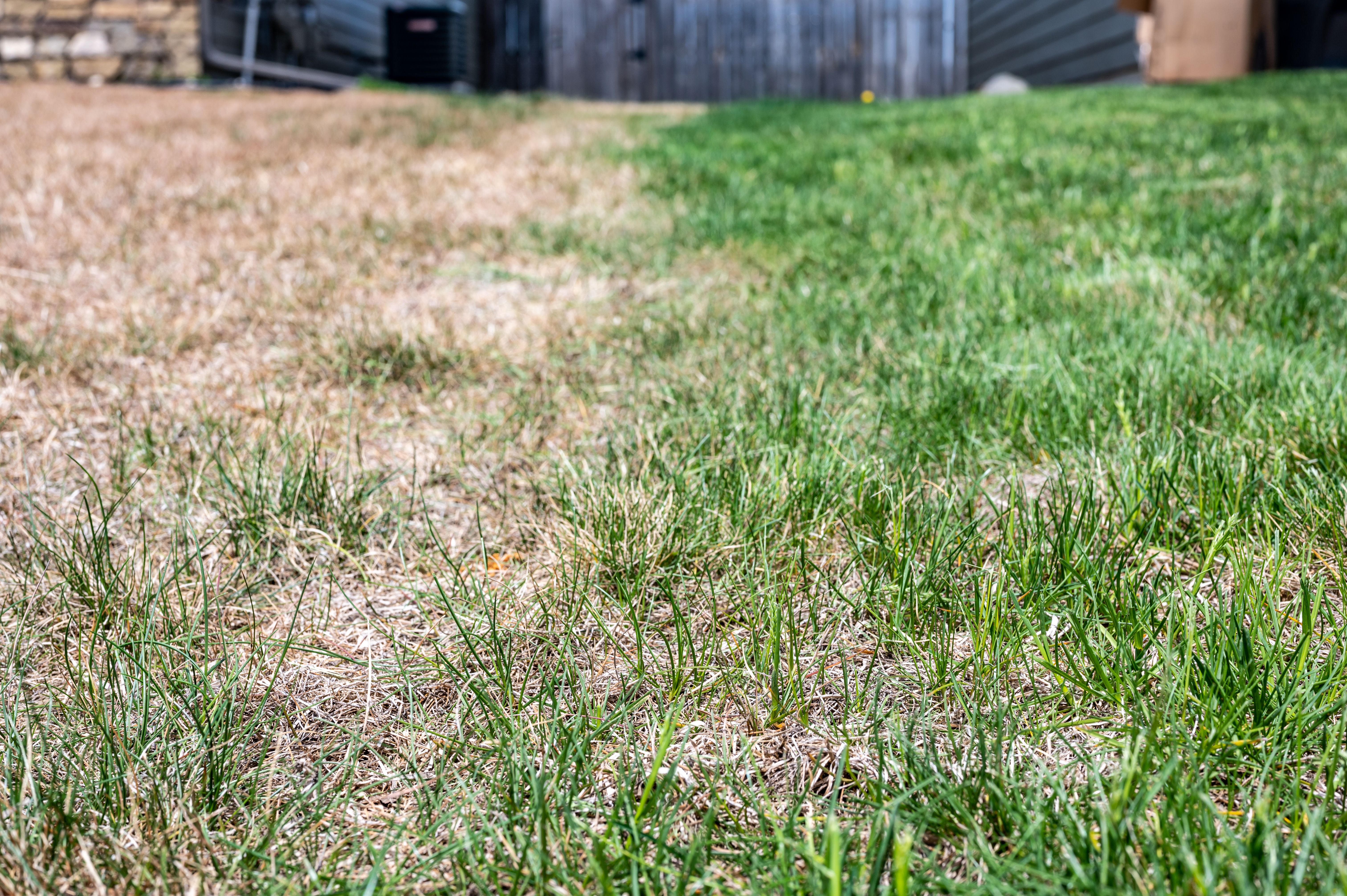 lawn care mistakes