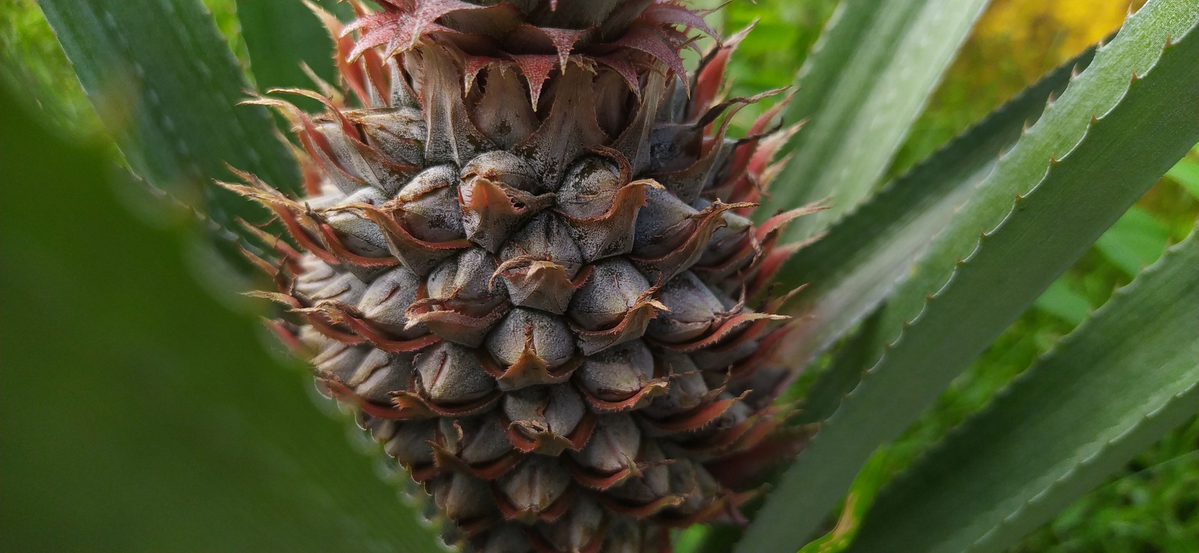 caribbean development