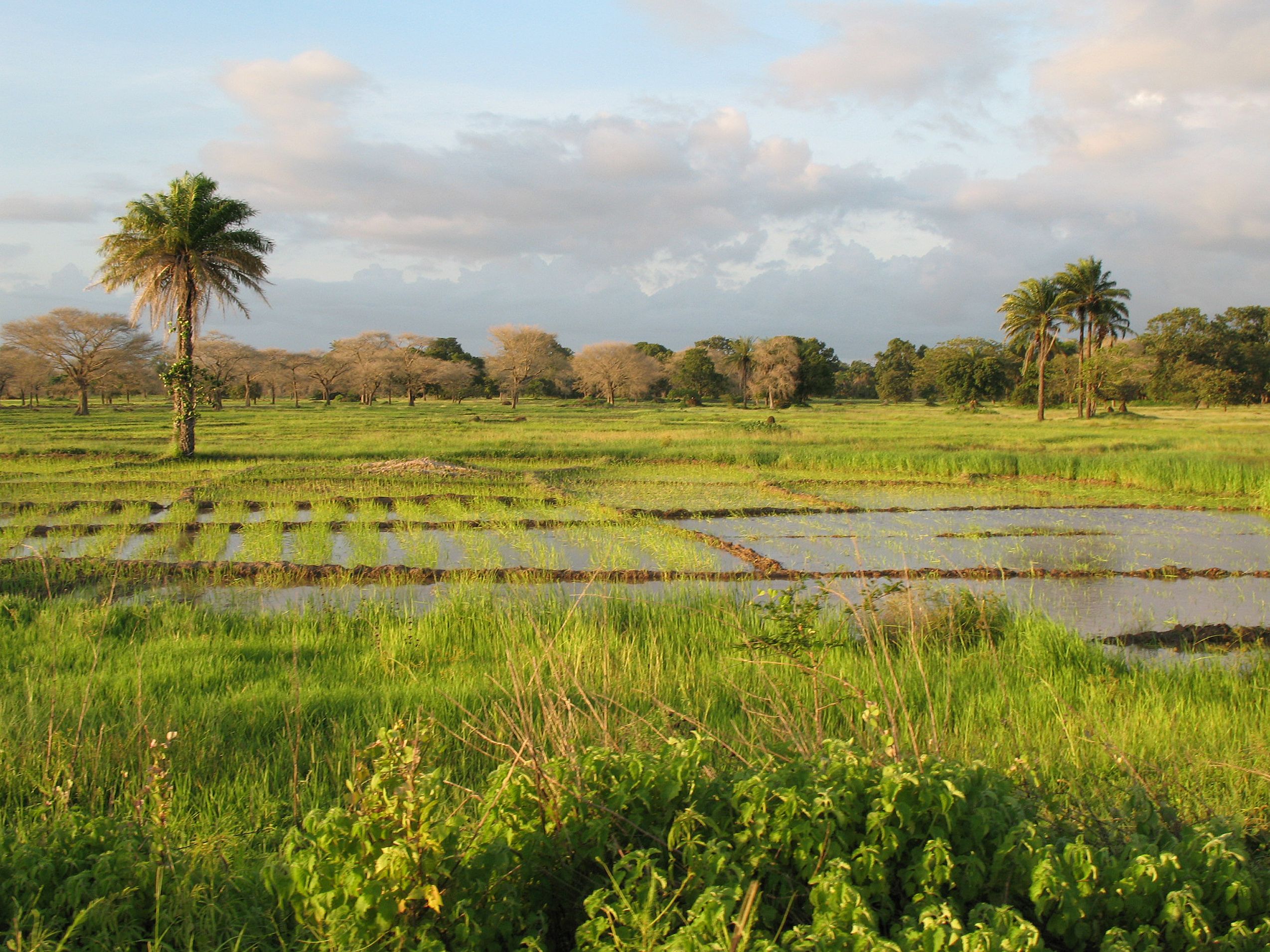 senegal farm