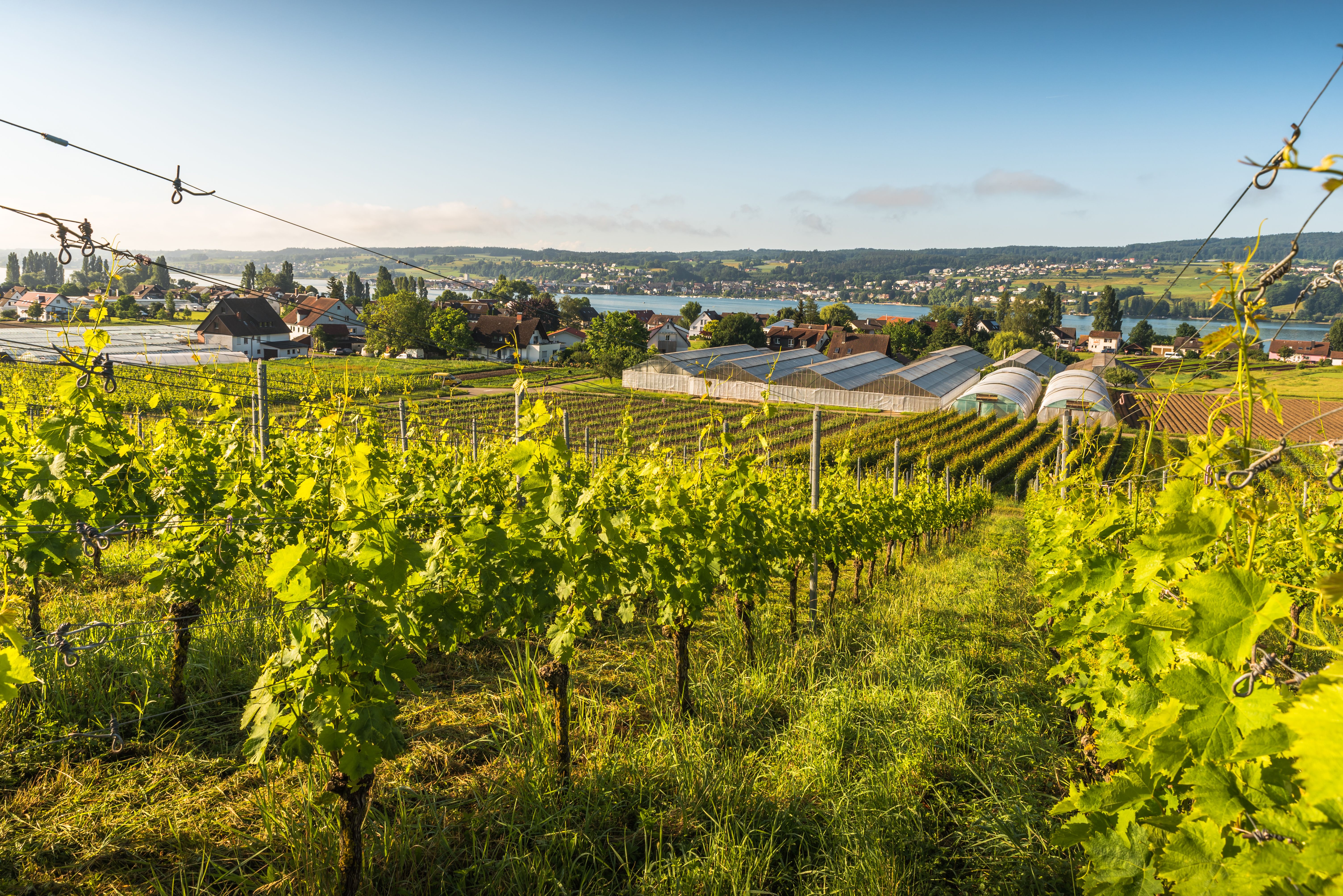 Weinberge Horgen