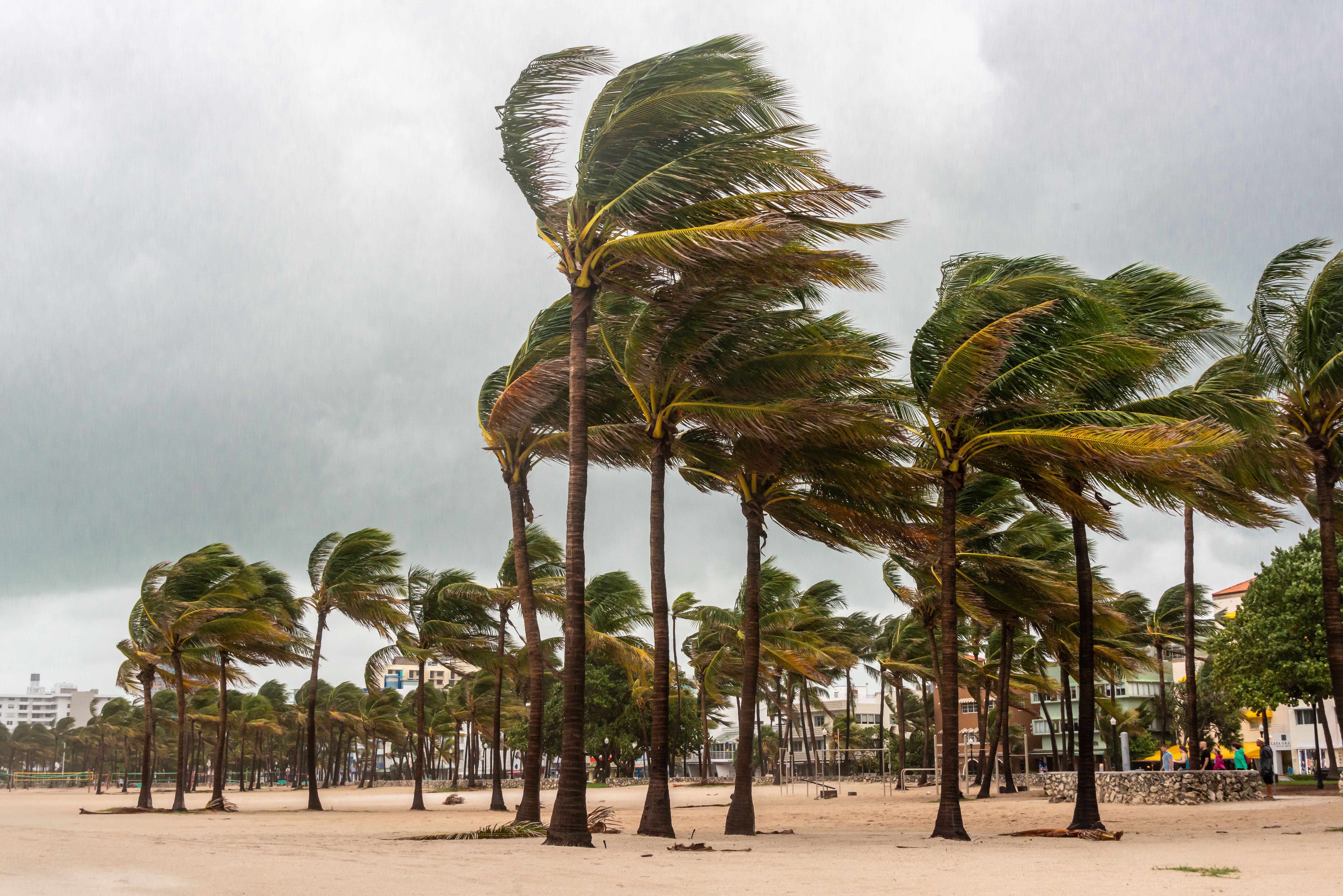 miami hurricane