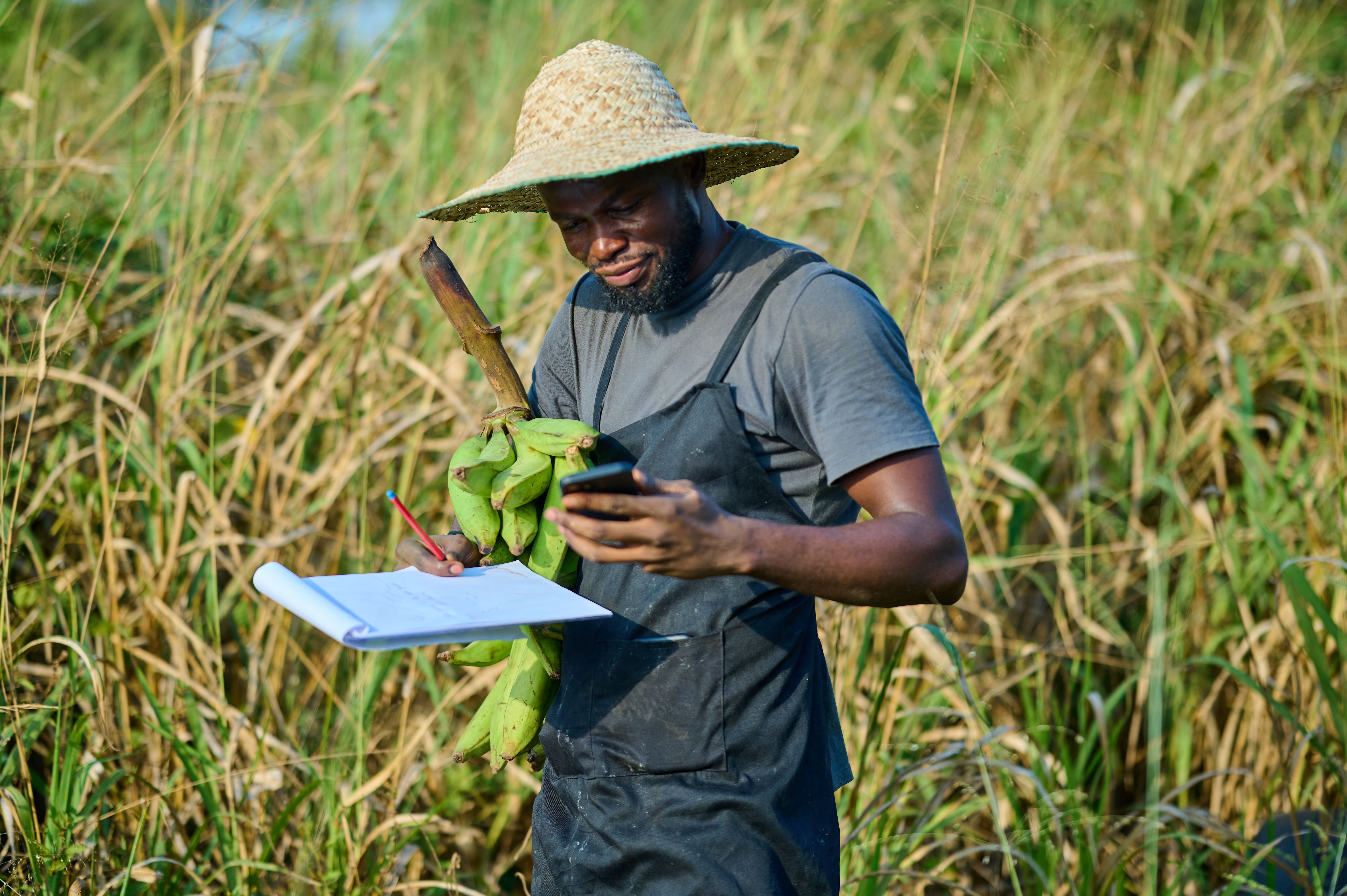 Young Nigerian farmer checking phone while recording plantain harvest