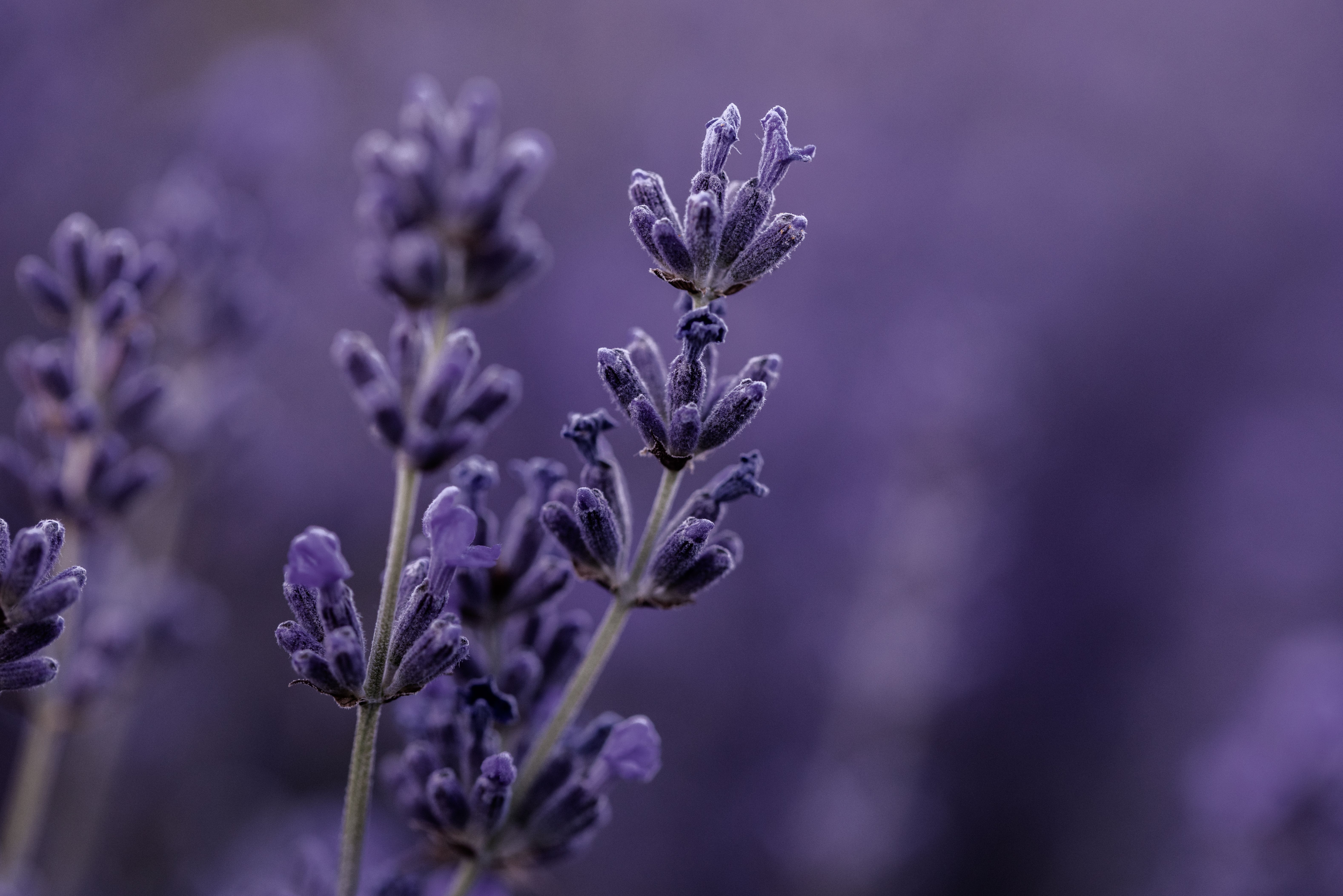 lavender plants
