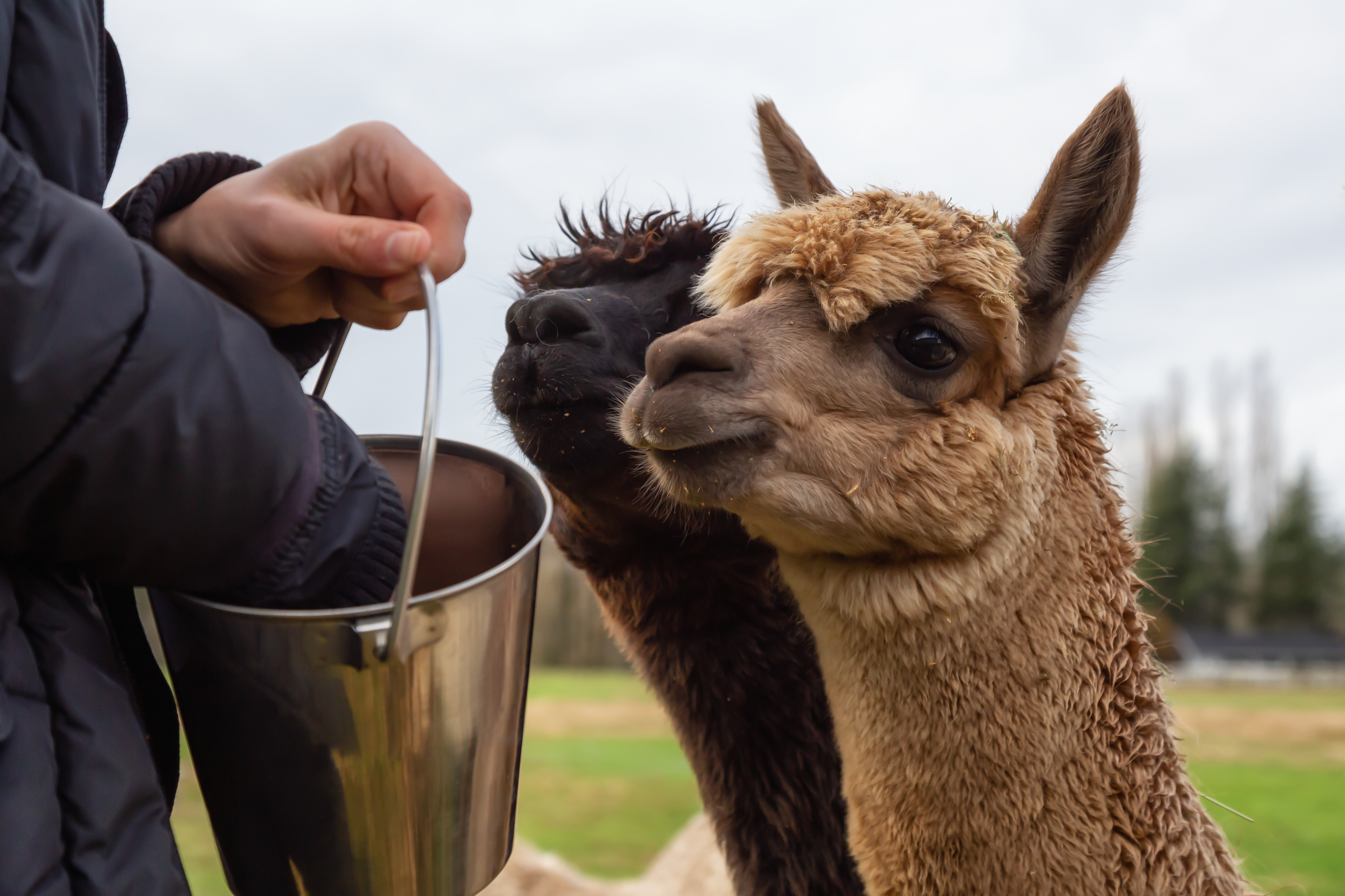 Girl feeding an Alpaca