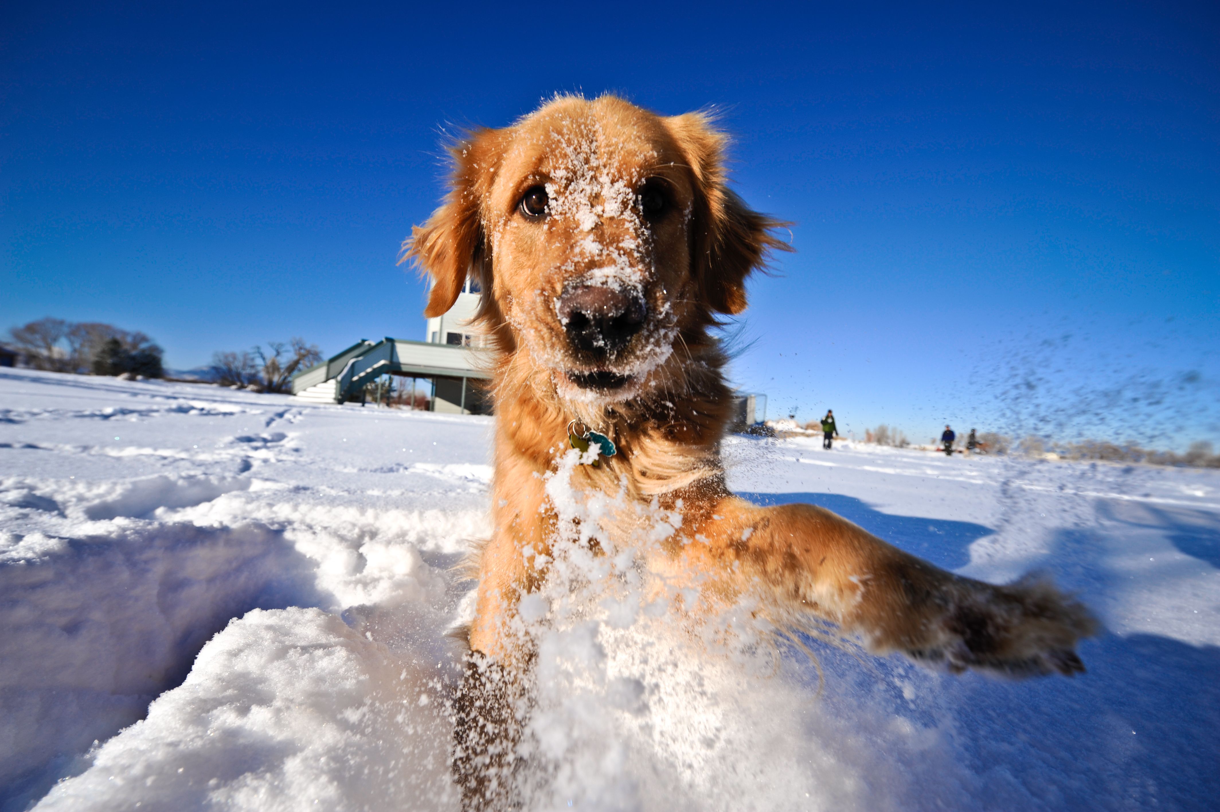 dog in snow colorado
