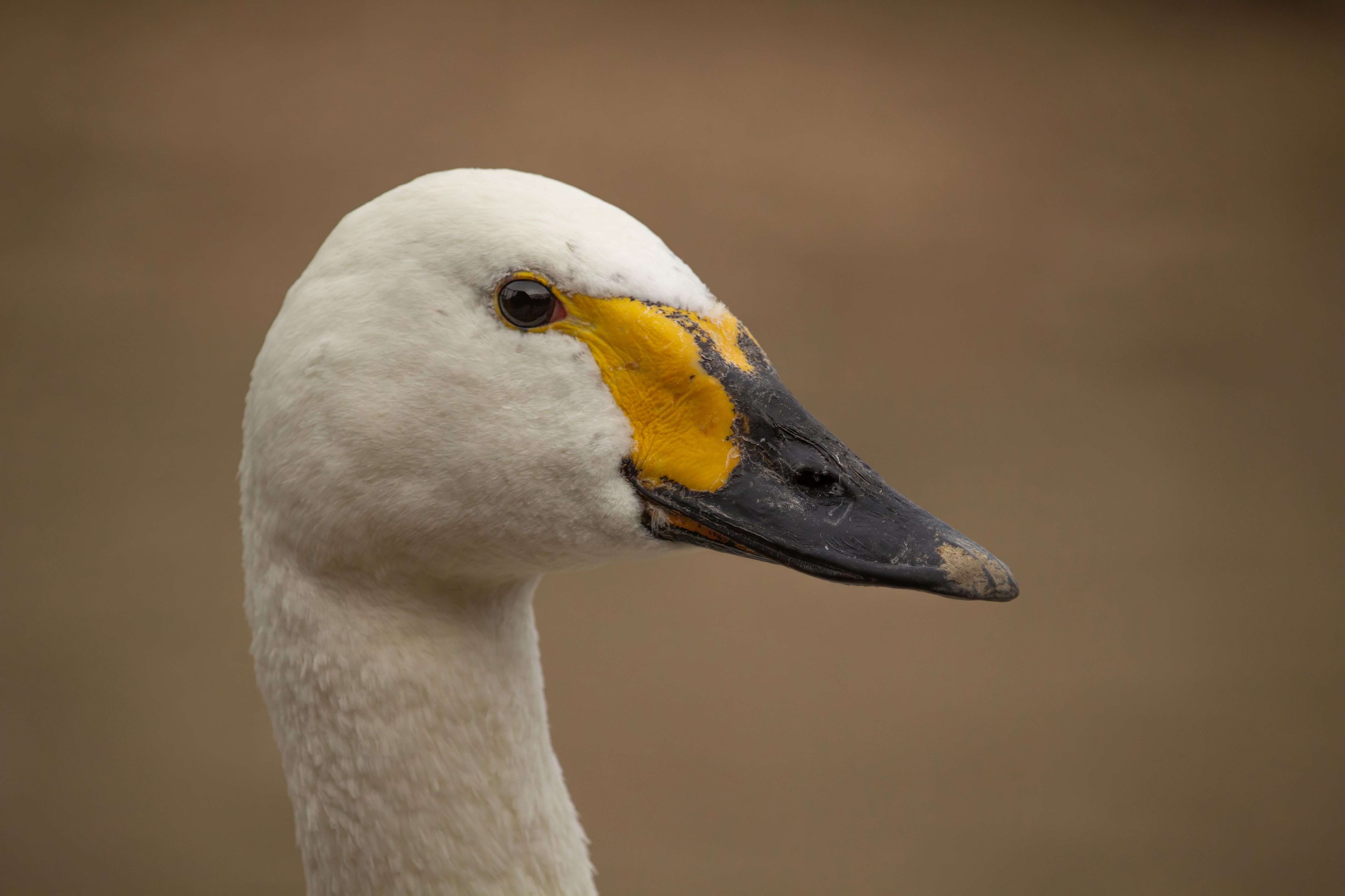 slimbridge wetlands