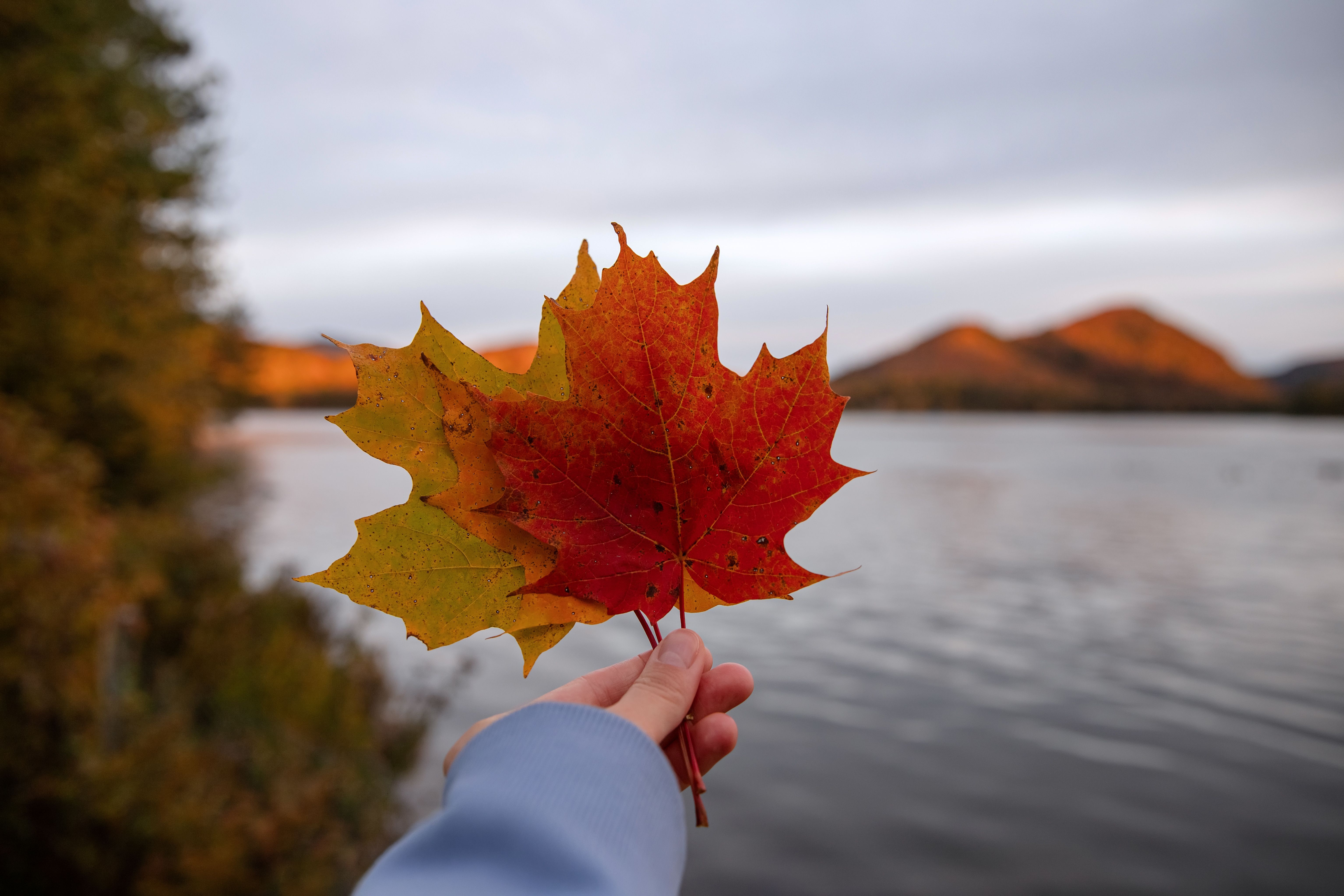 fall foliage