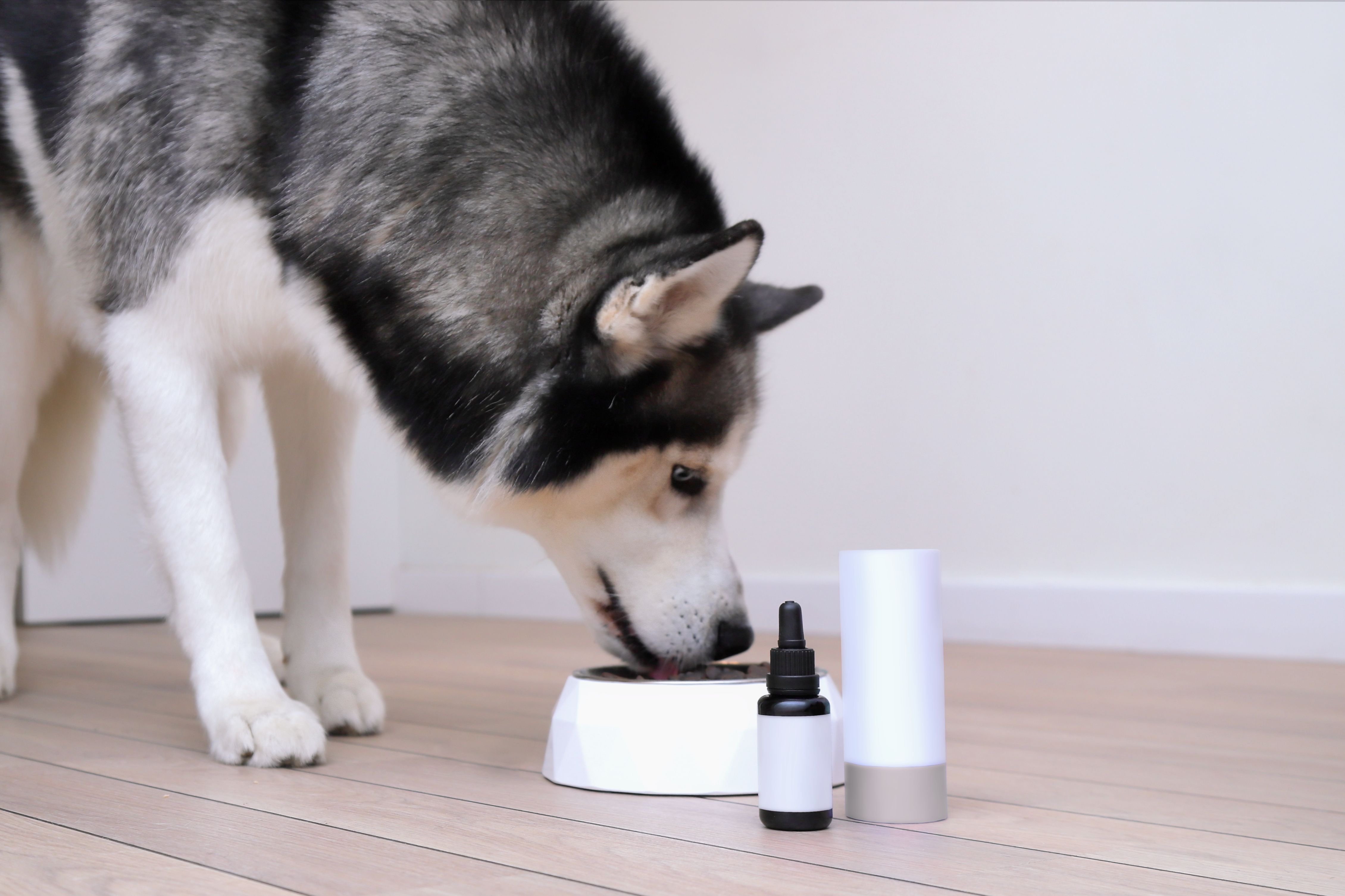 dog essential oils