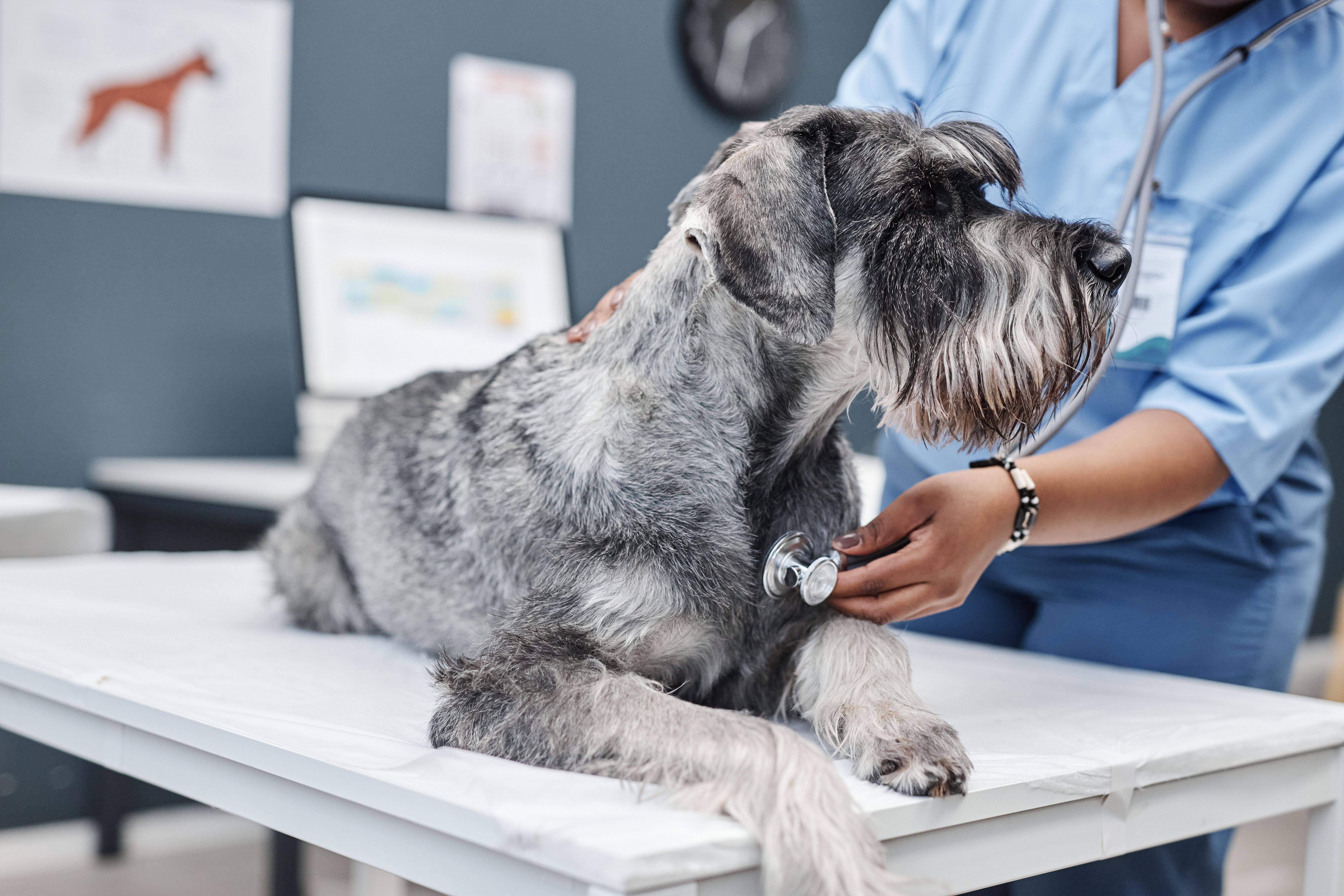veterinary care