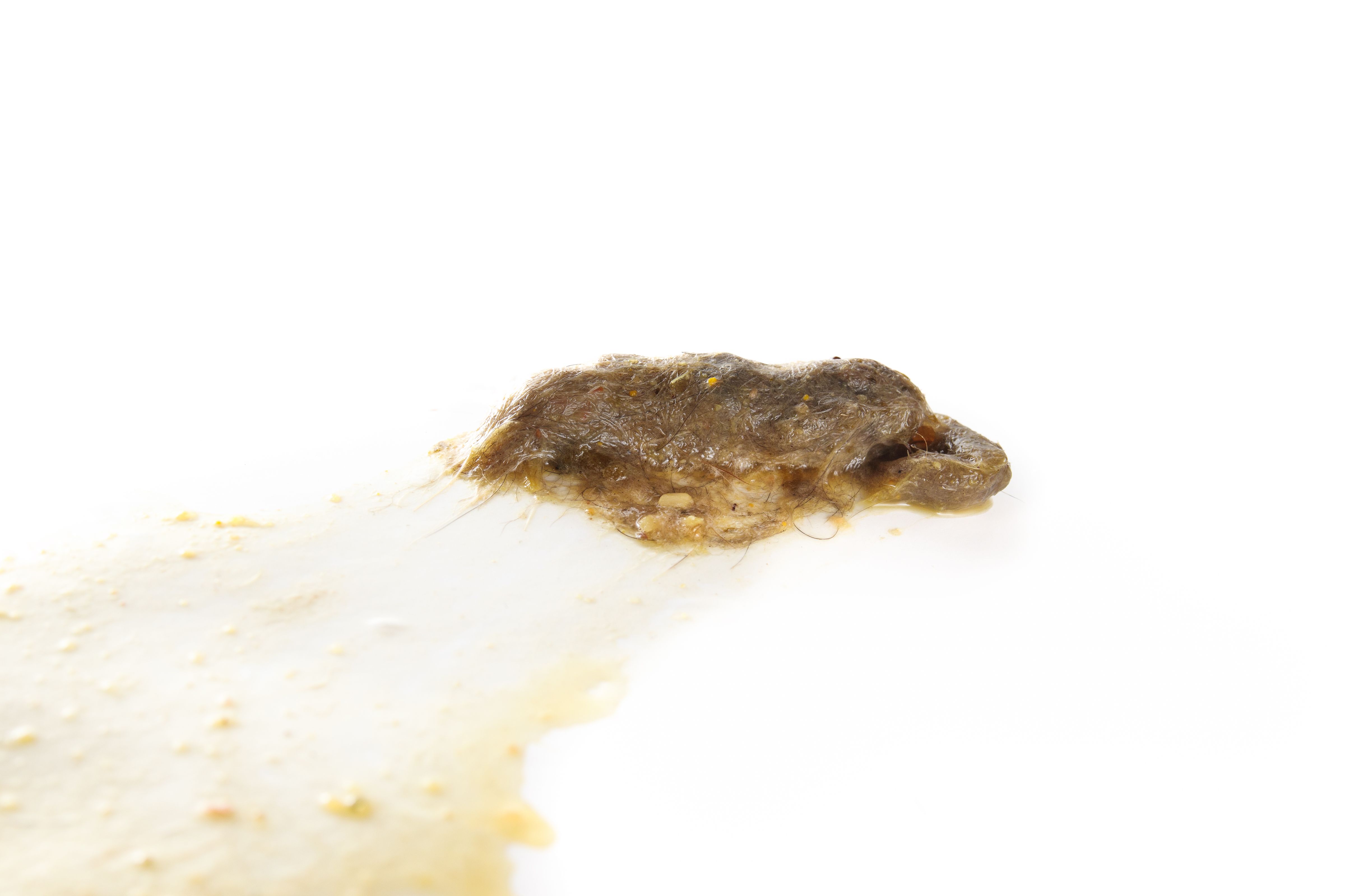 Cat hairball vomit on white background.