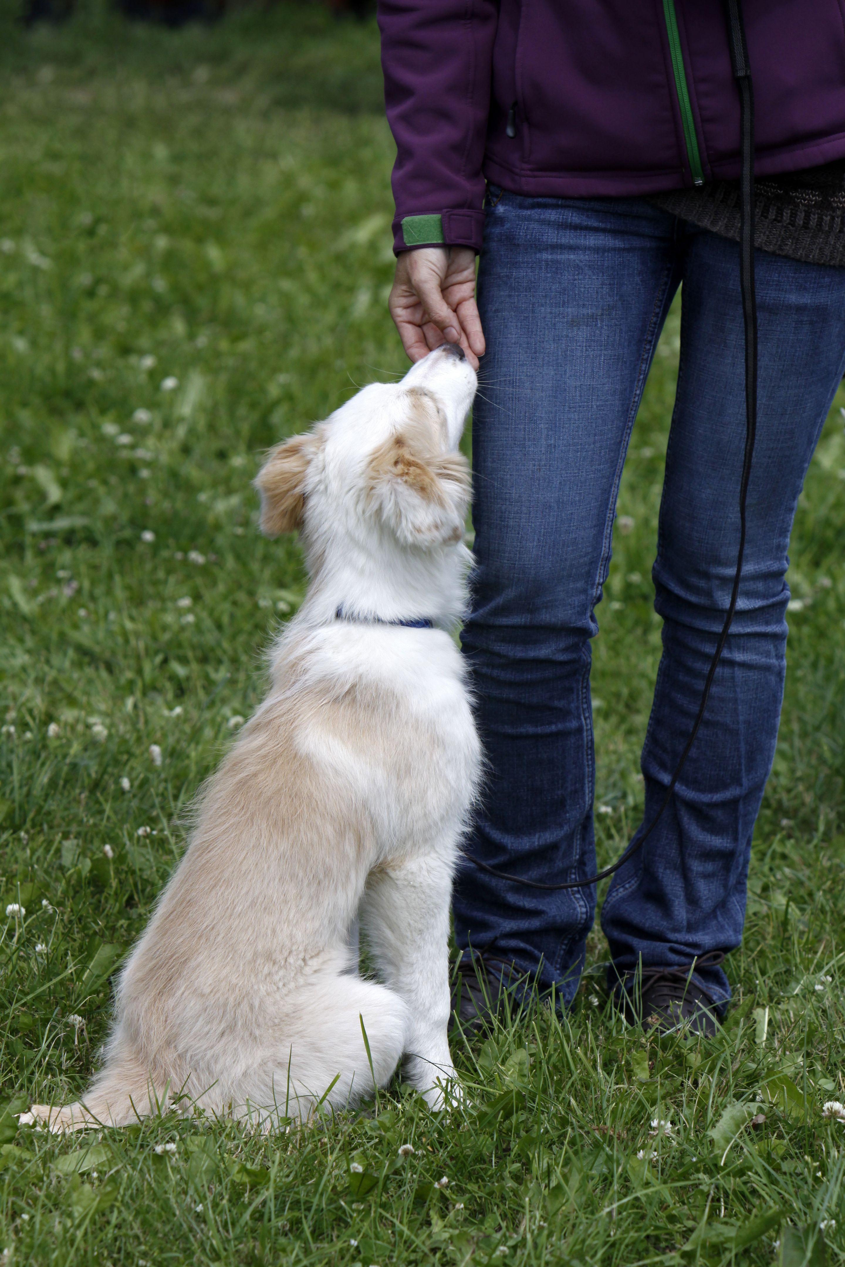 Cream-colored Border Collie Cream-colored Border Collie