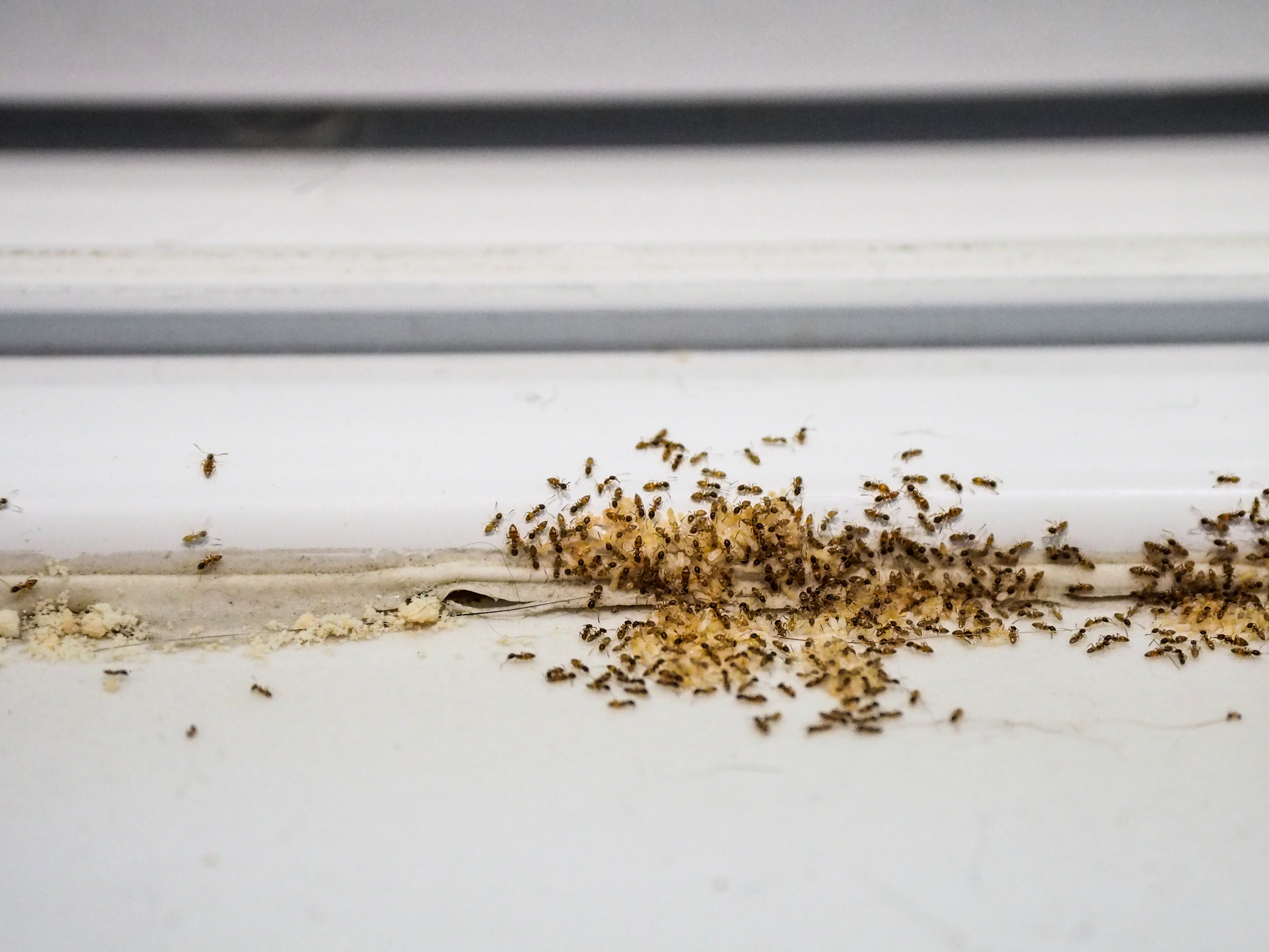 common household pests