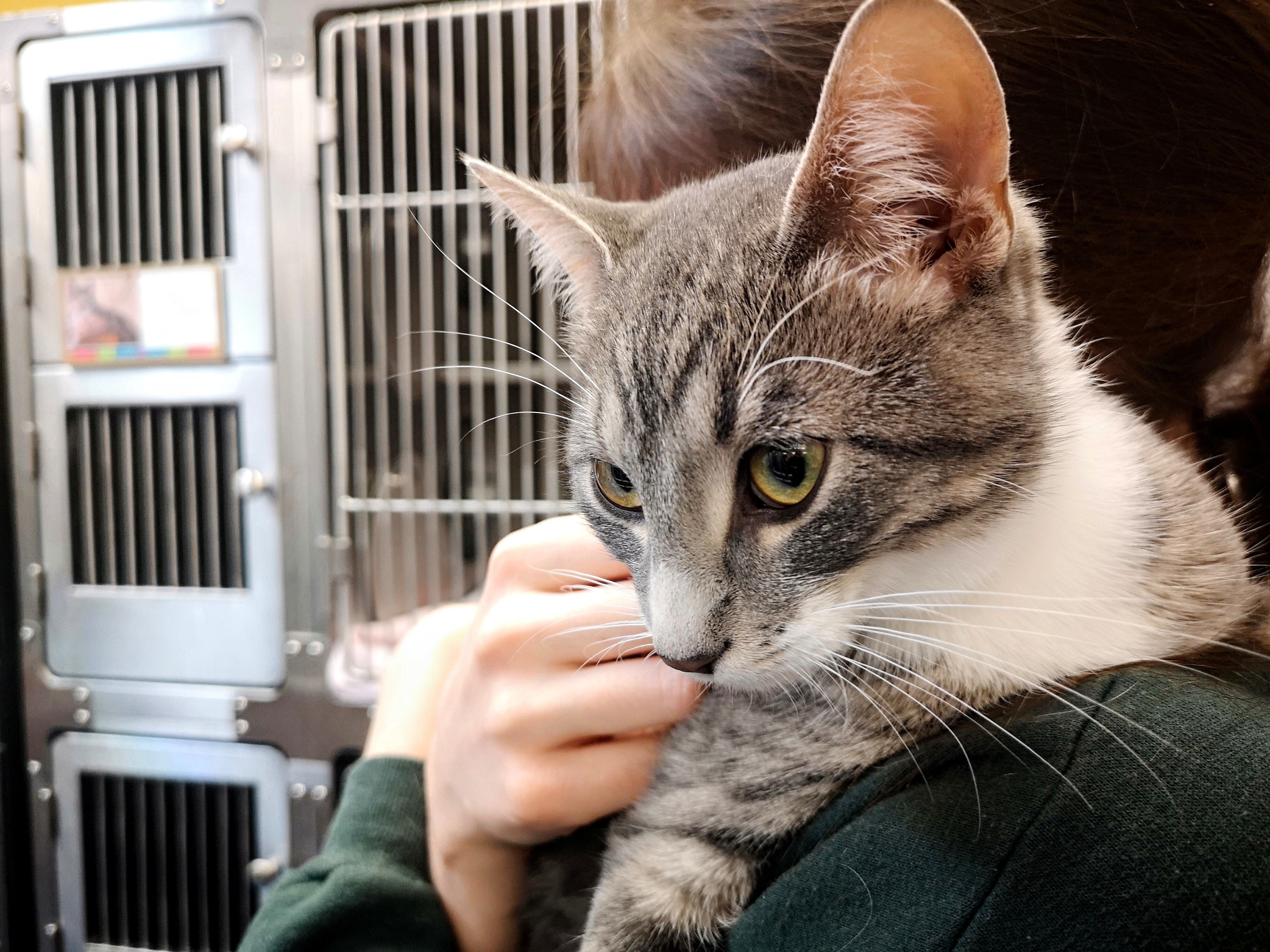animal shelter