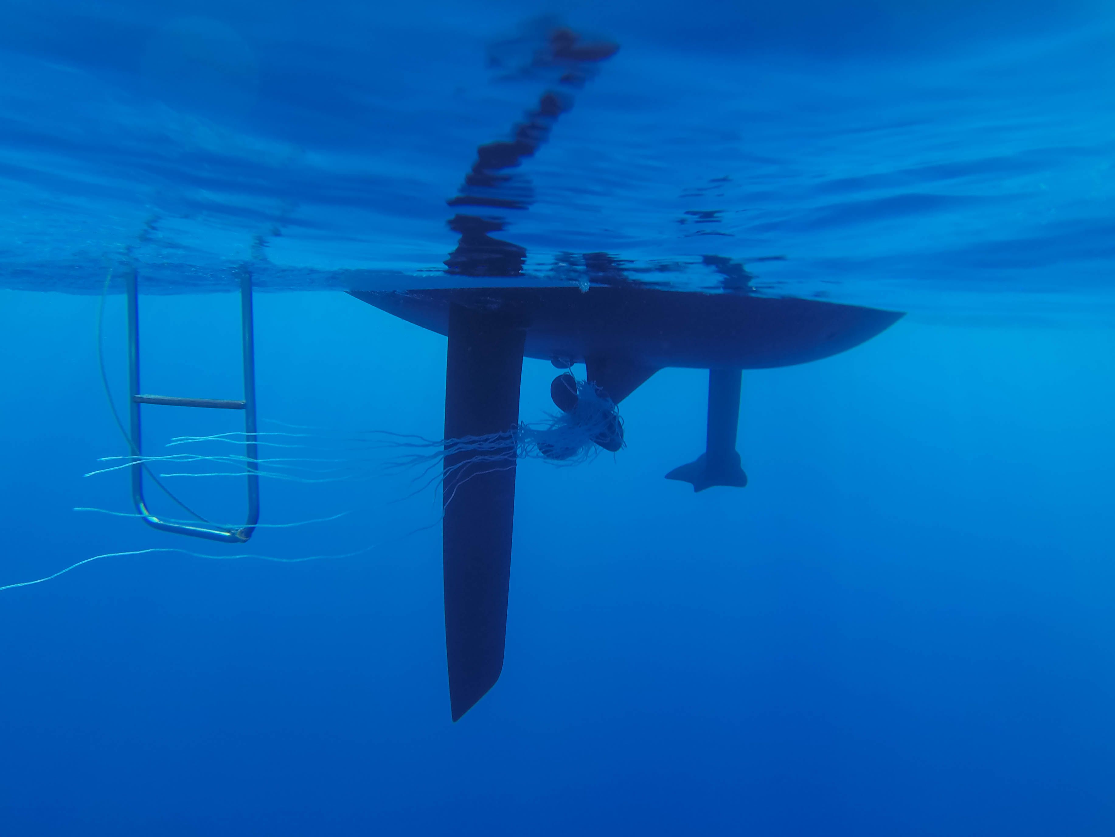 efoiling marine life