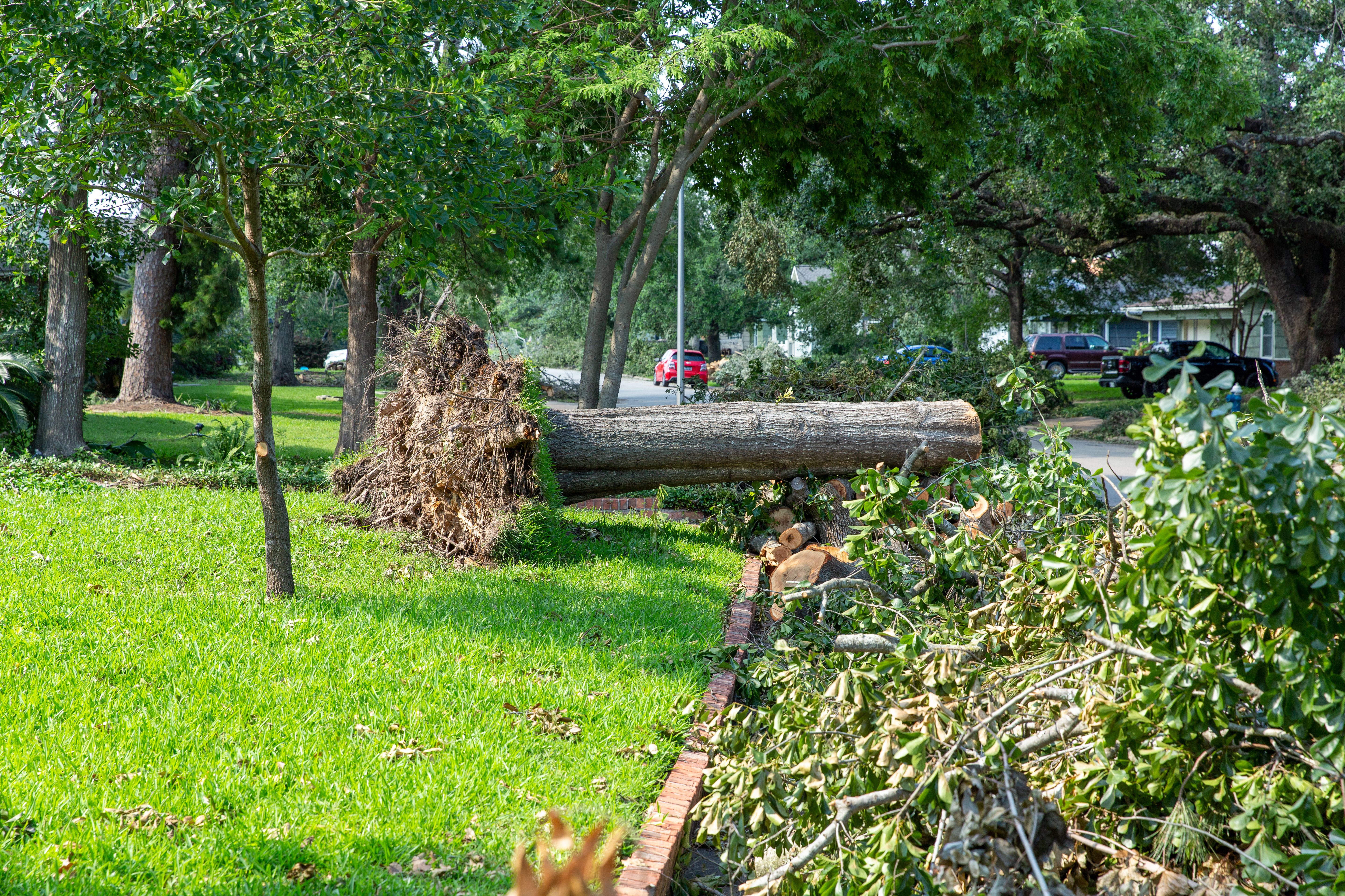 storm debris