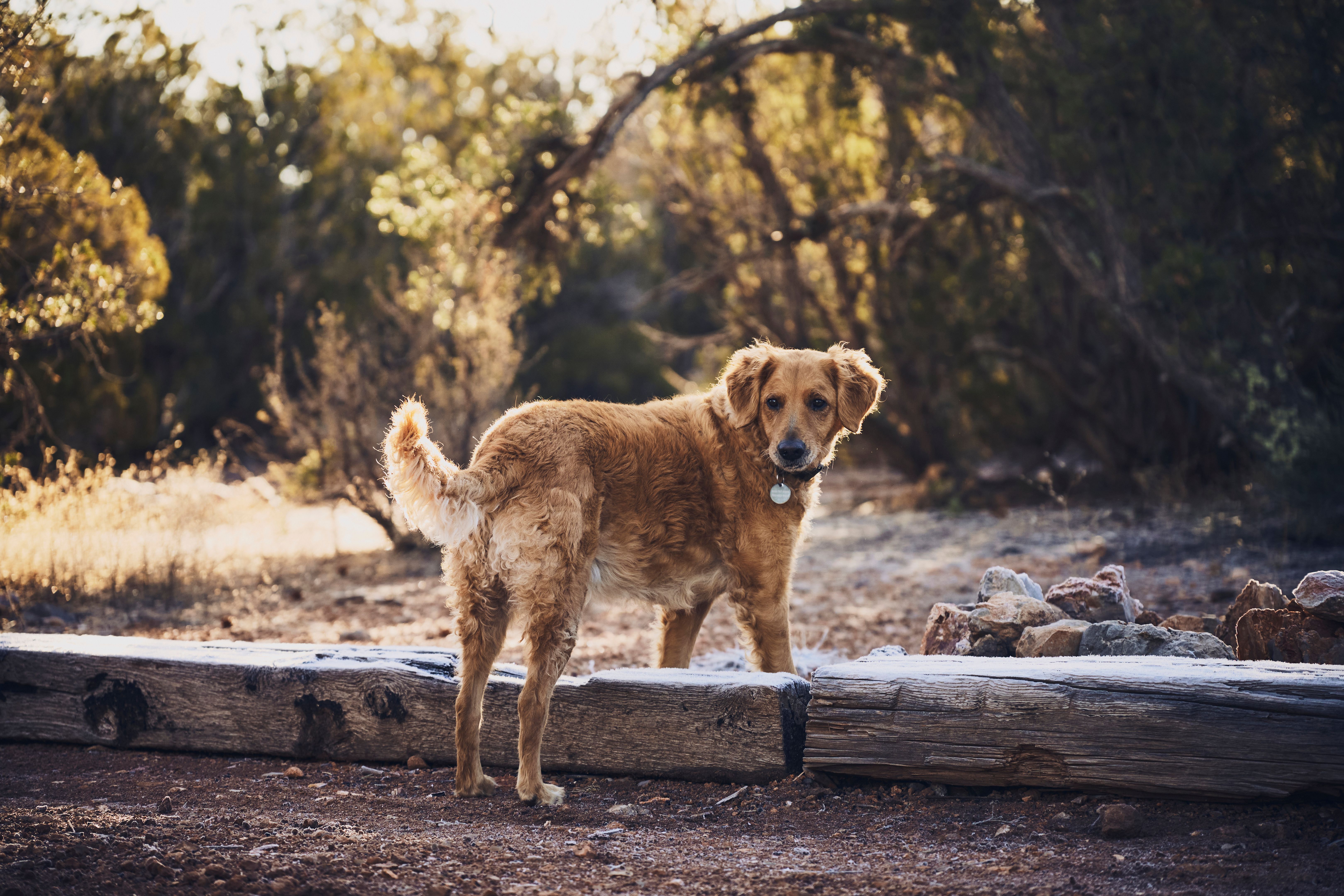 dog seasonal changes