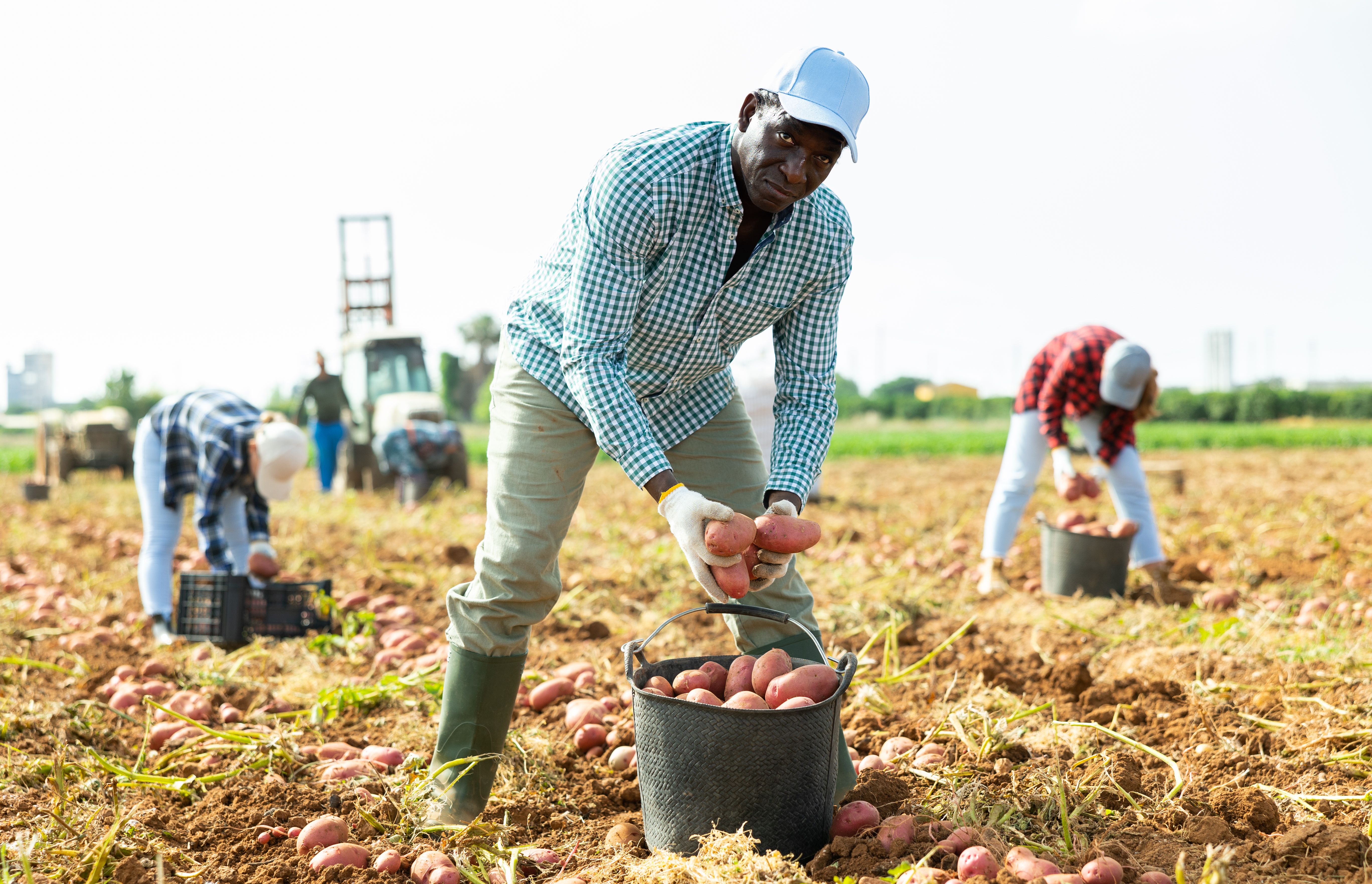 Farmer harvesting ripe potatoes on vegetable field Farmer harvesting ripe potatoes on vegetable field