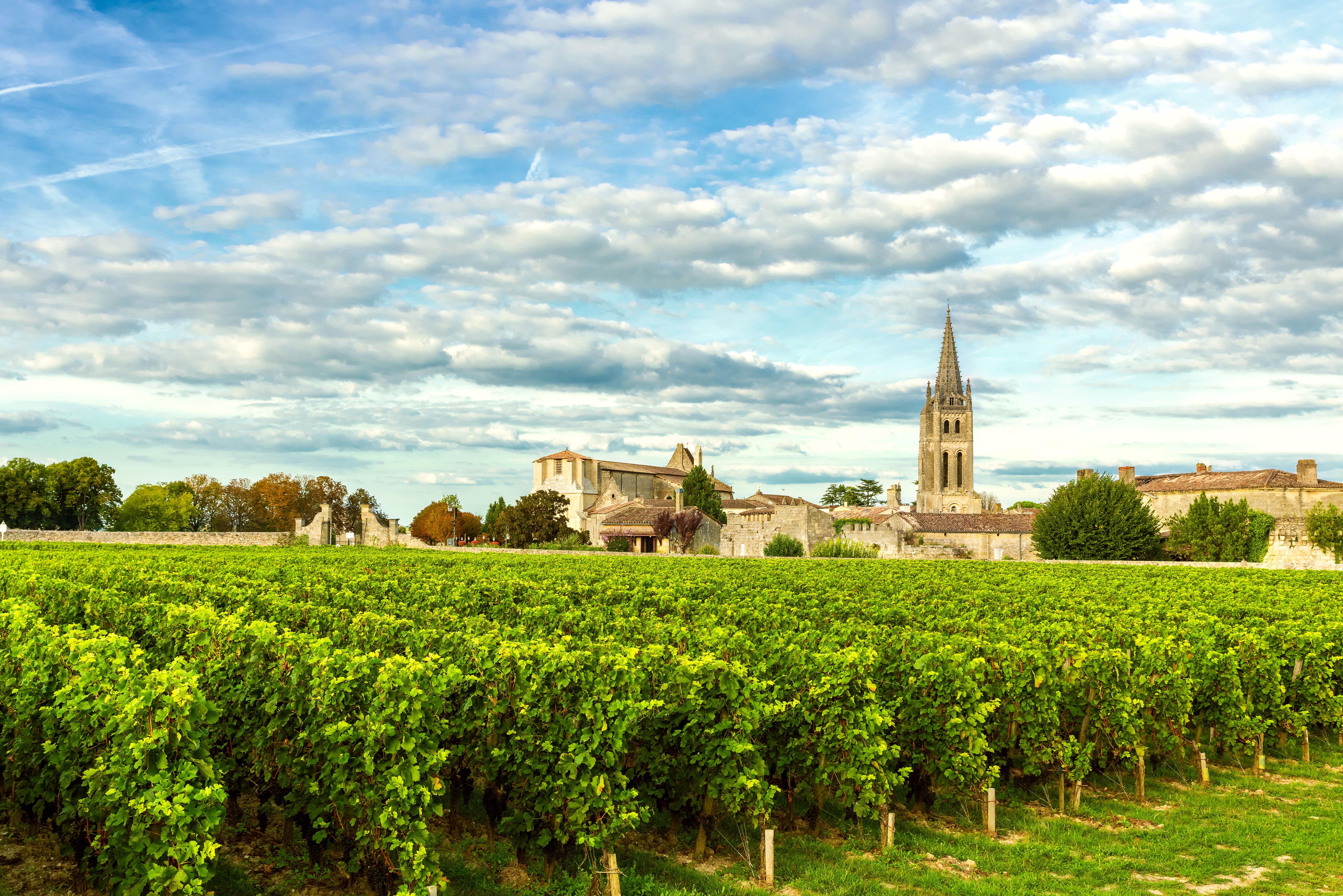 bordeaux vineyard