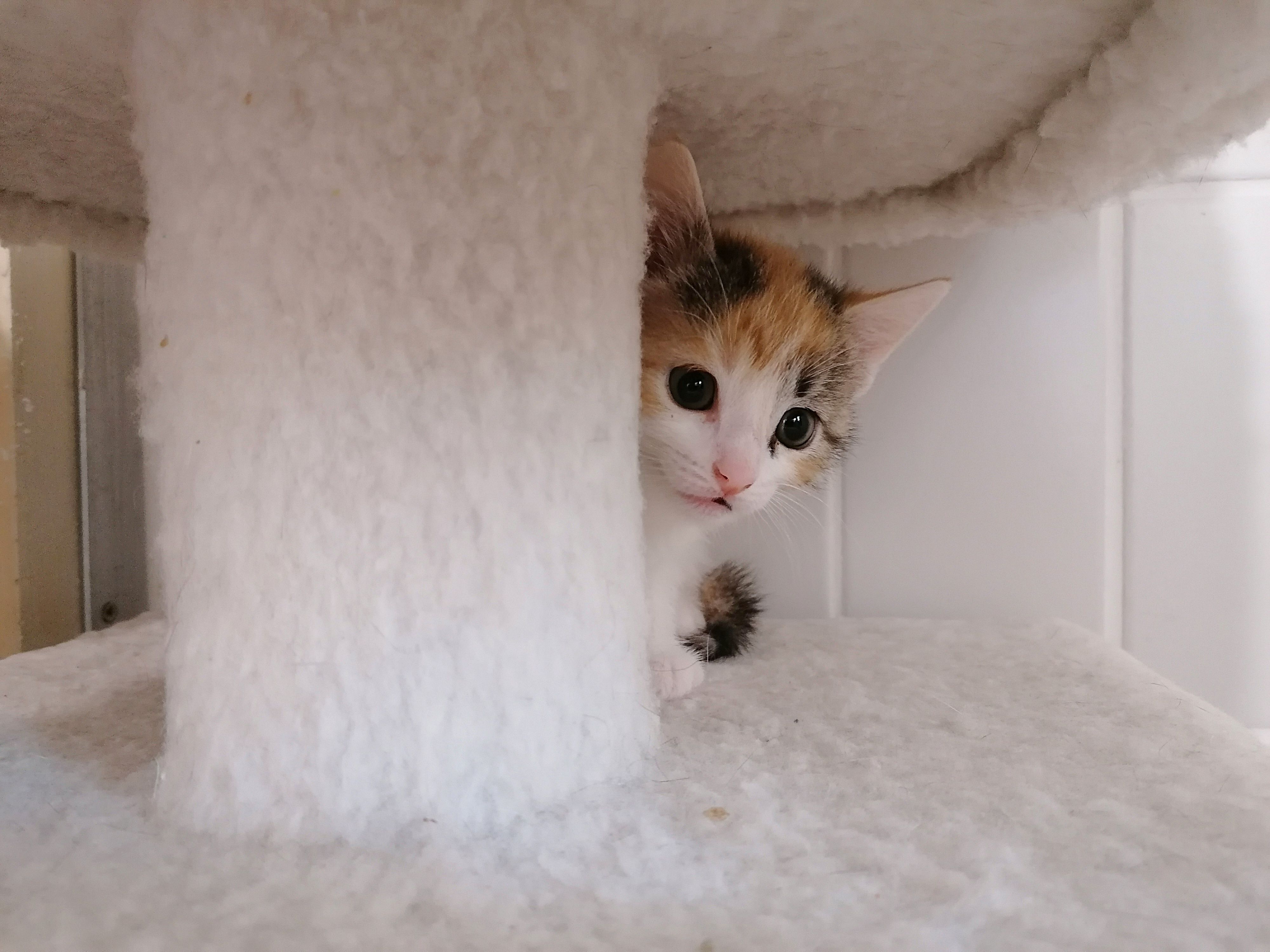 a Pretty tricolor kitten hides behind a trunk from the scratching post
