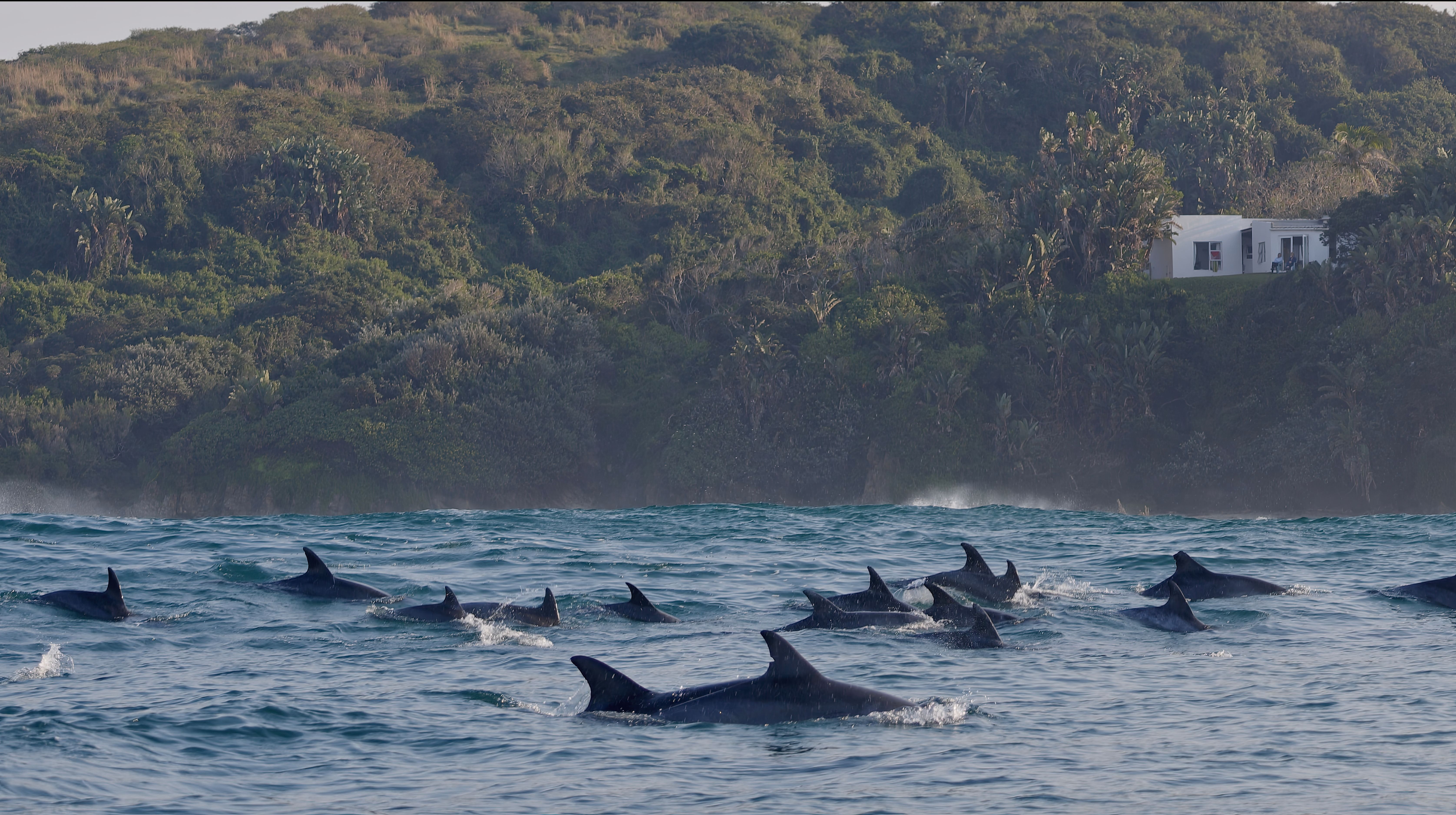 ethical dolphin tourism