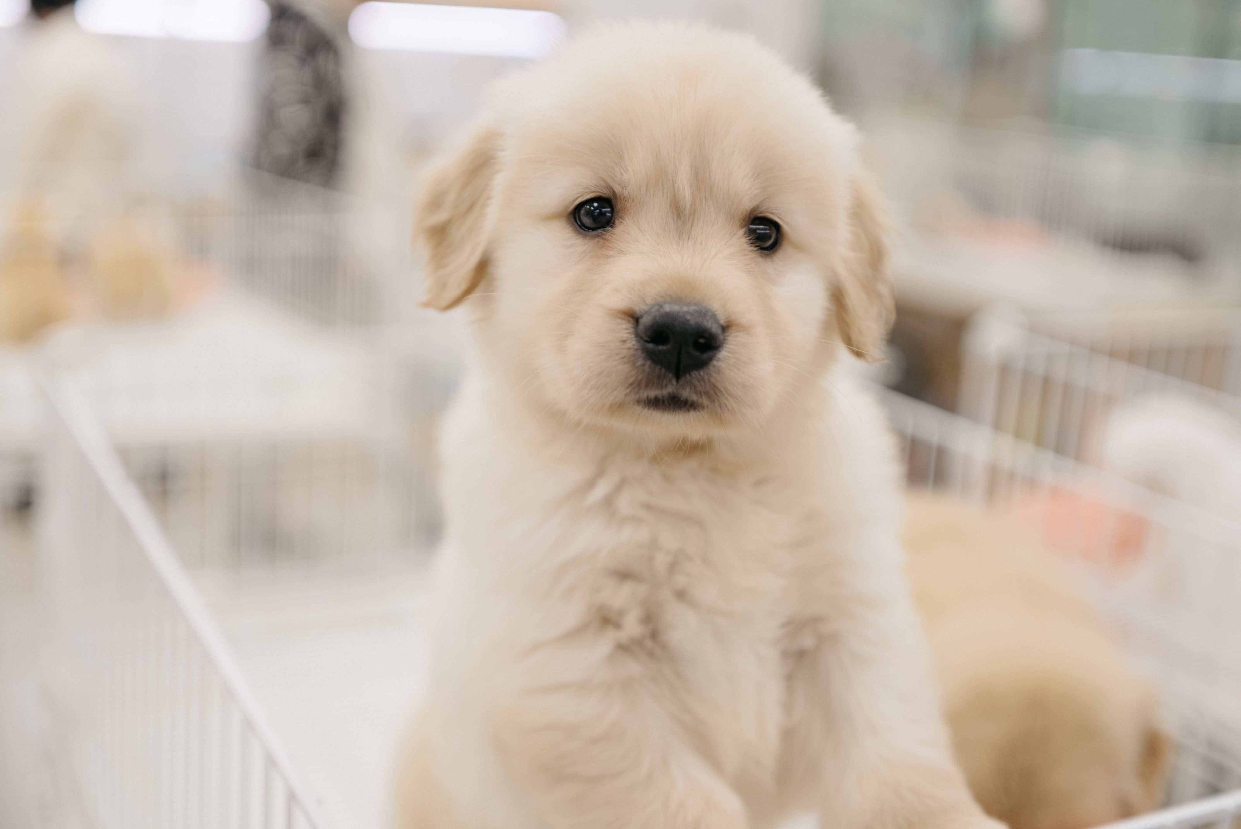 golden retriever puppy home
